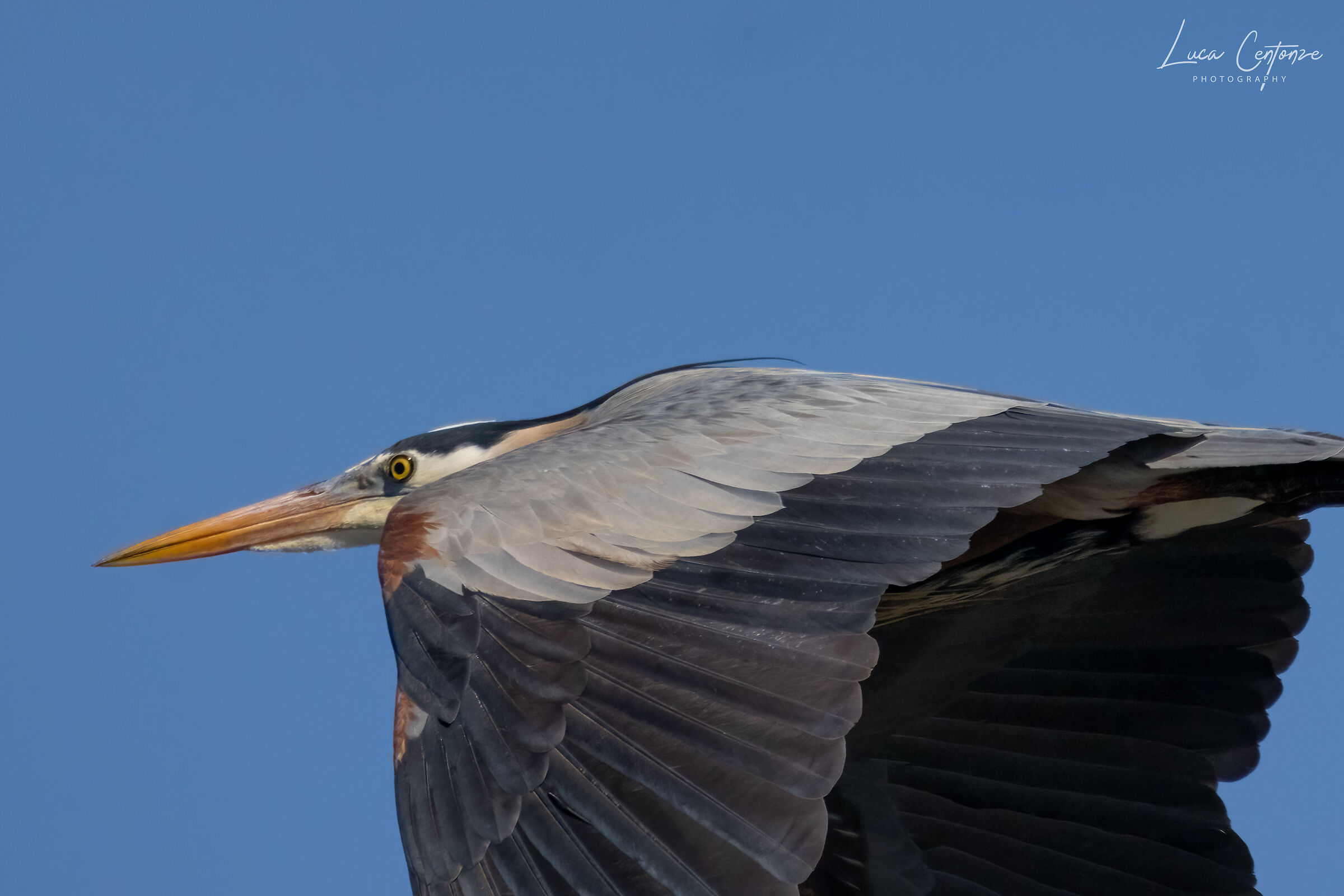 Ritratto di Great Blue Heron in volo