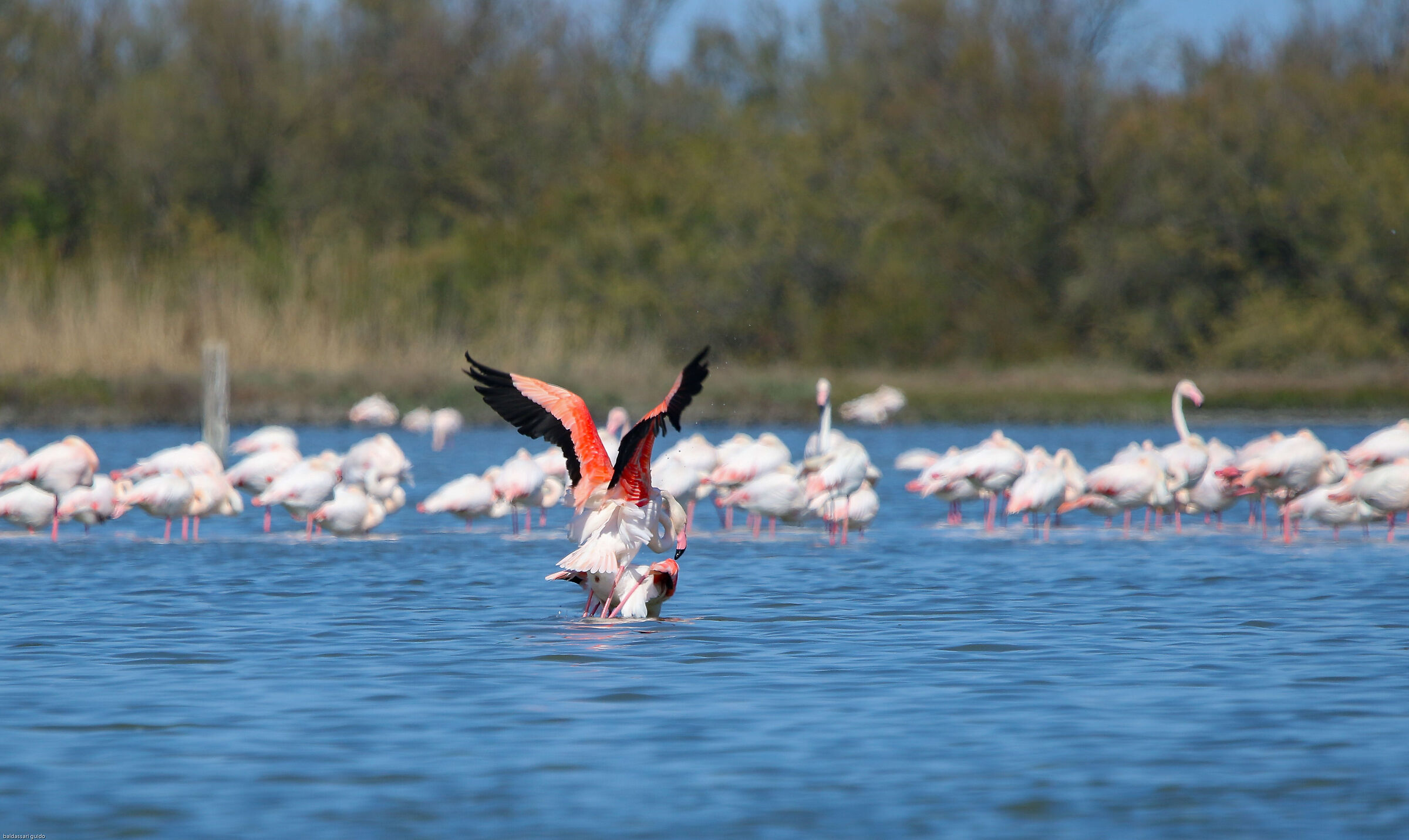 fenicotteri romagnoli