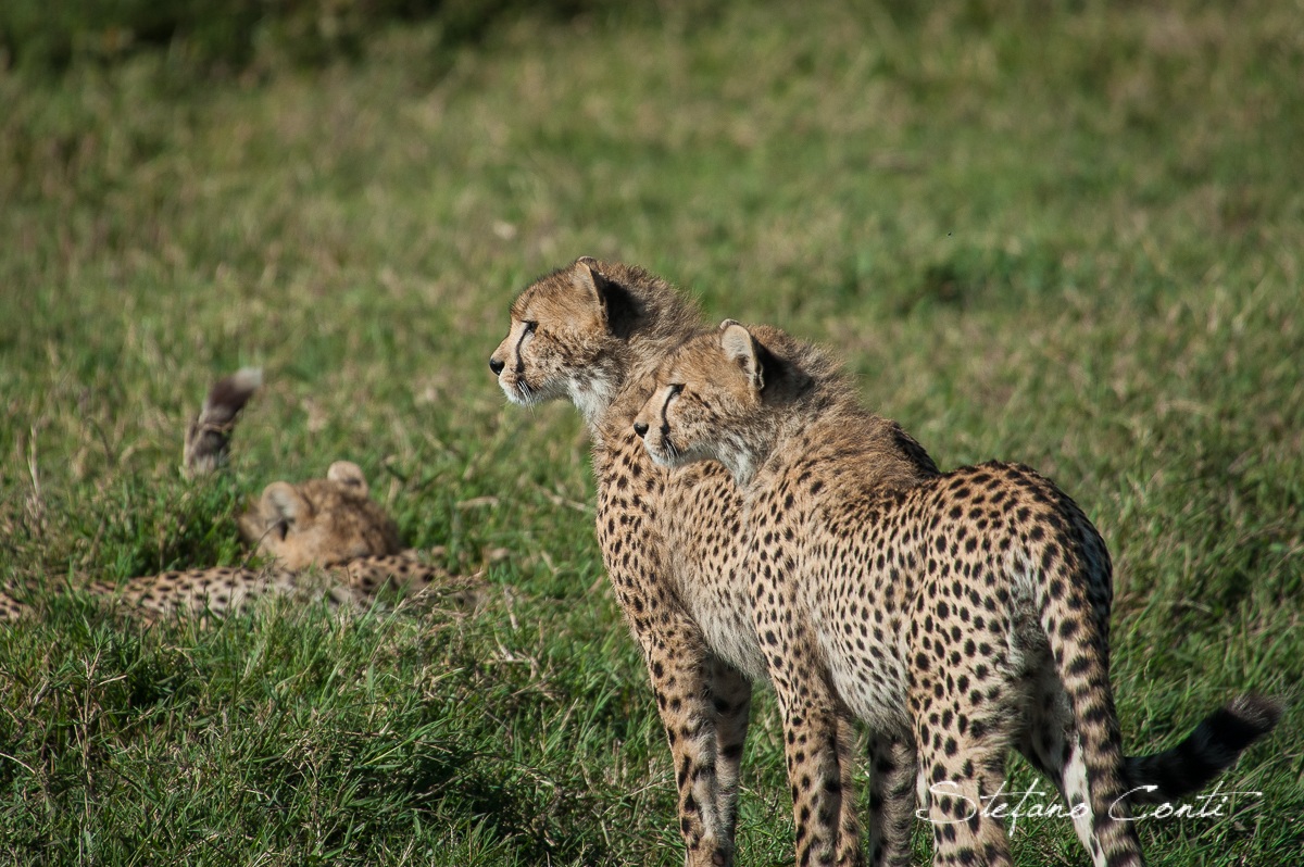 Uno sguardo alla savana