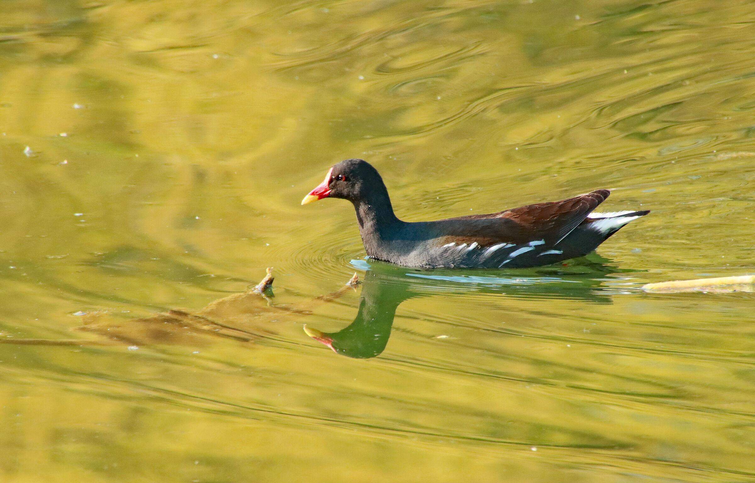 Gallinella d'acqua