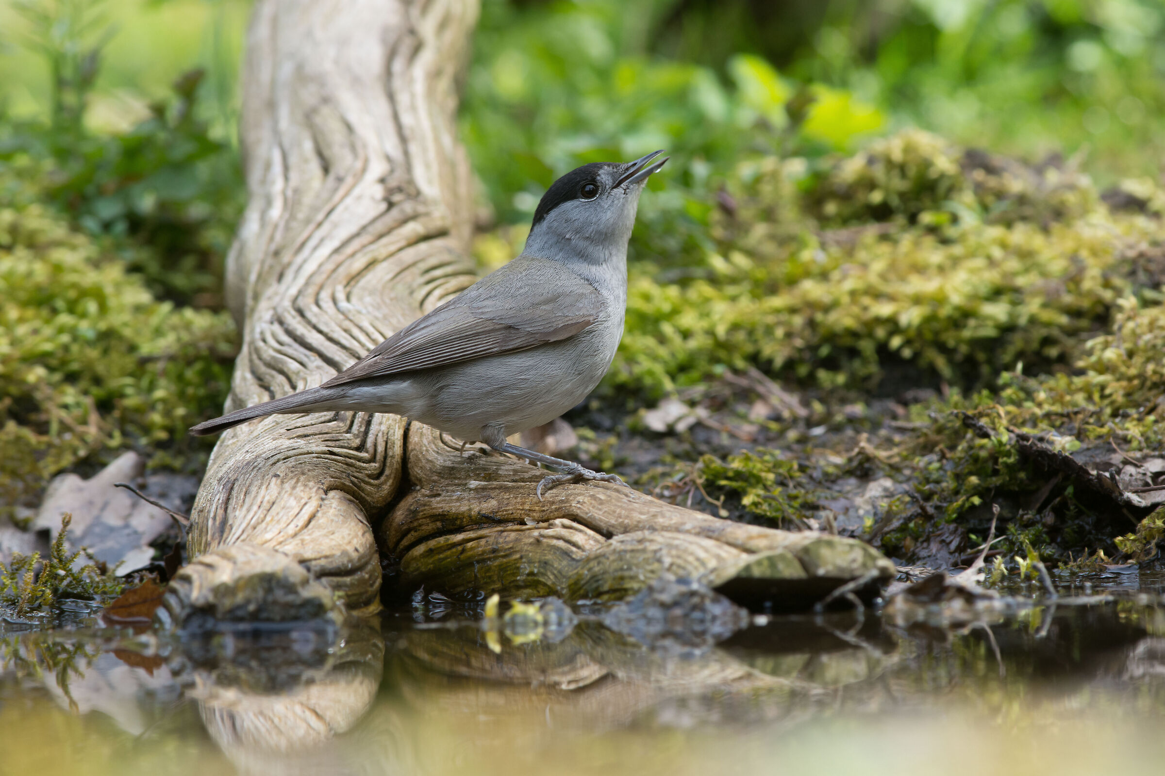 Berretto nero eurasiatico
