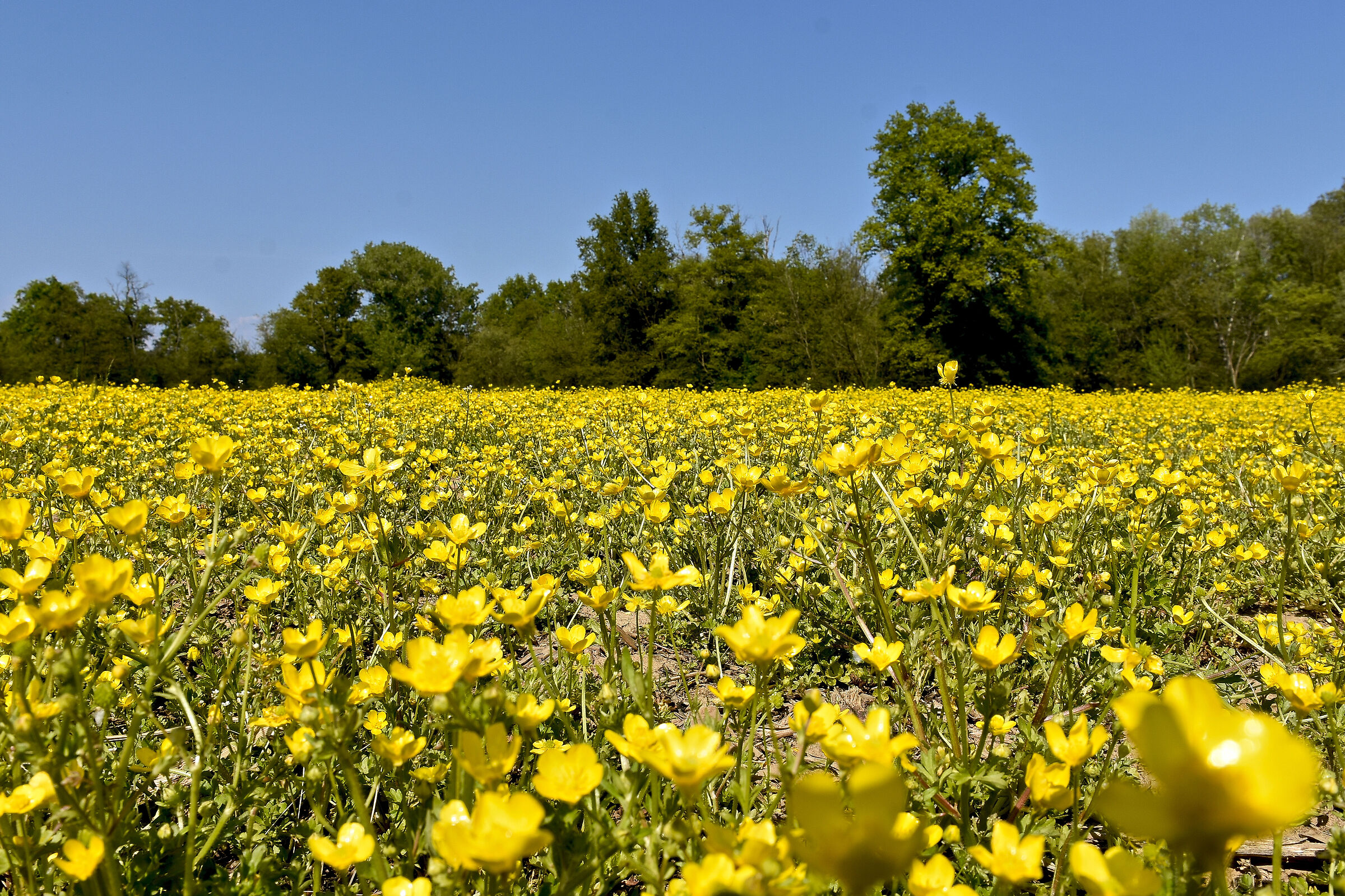 un bel campo di ranuncoli