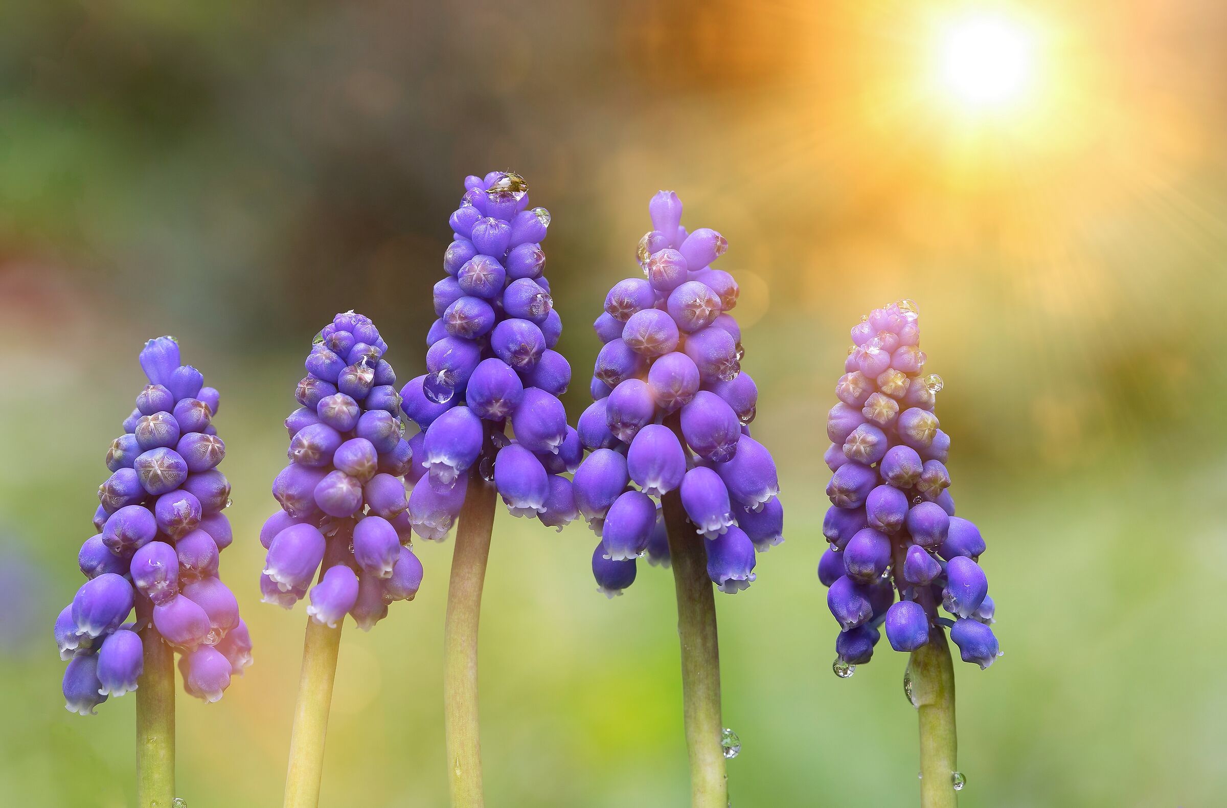 Muscari