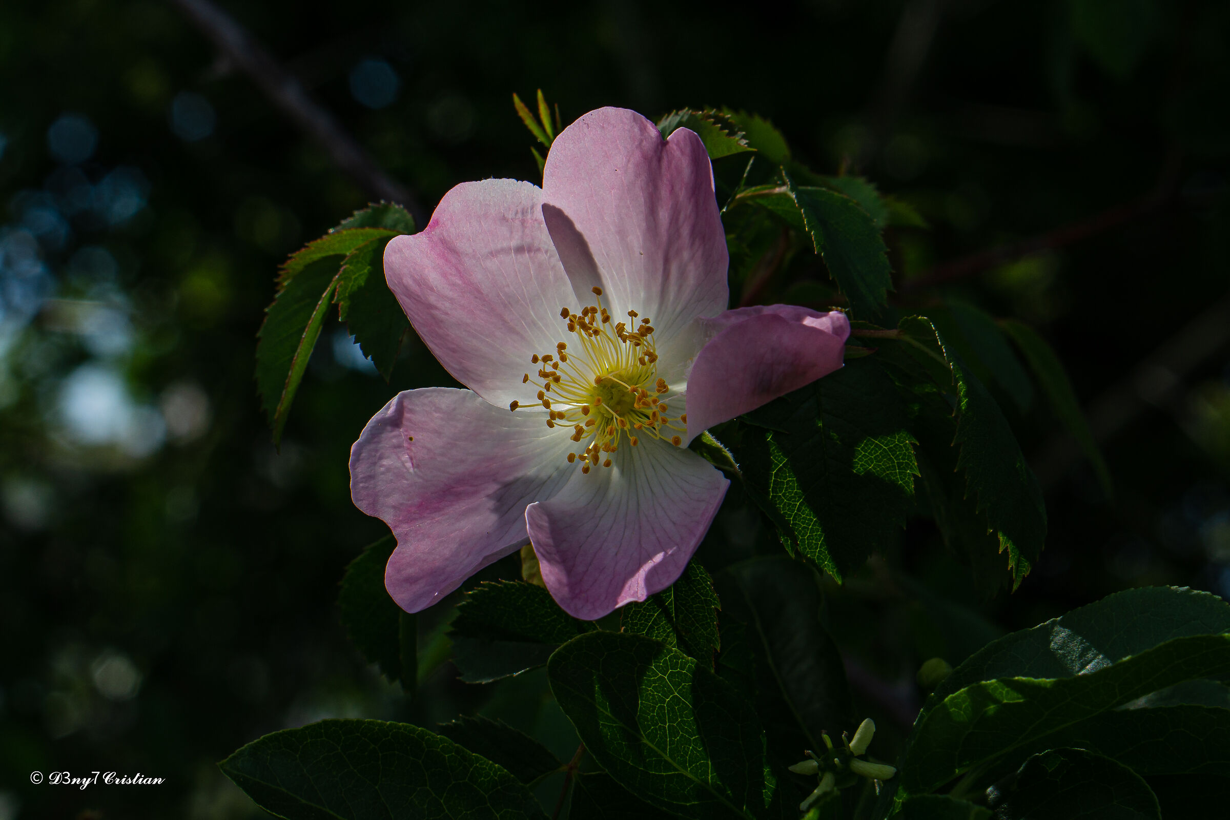 Rosa canina