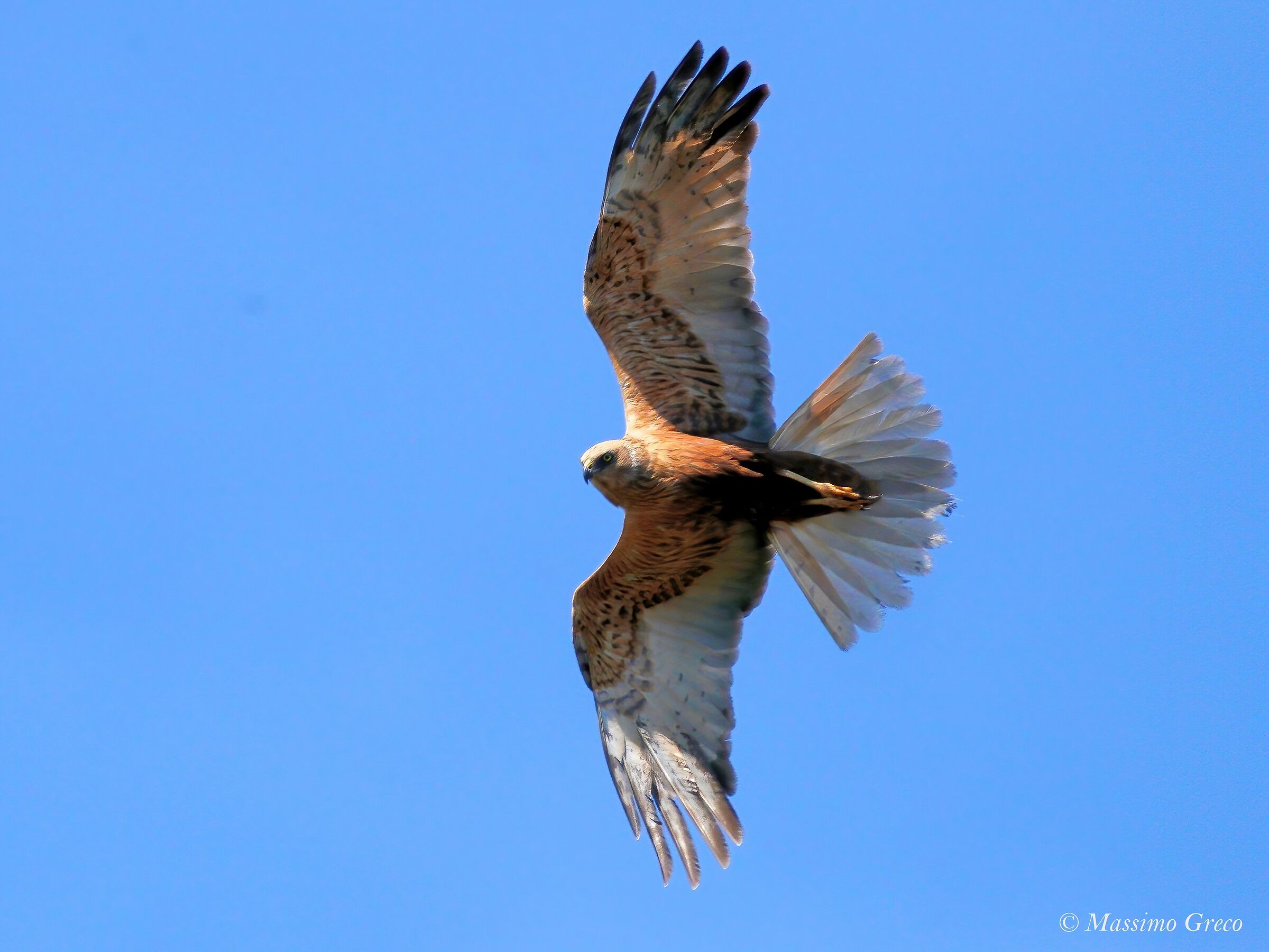 Marsh Falcon (Circus aeruginosus)