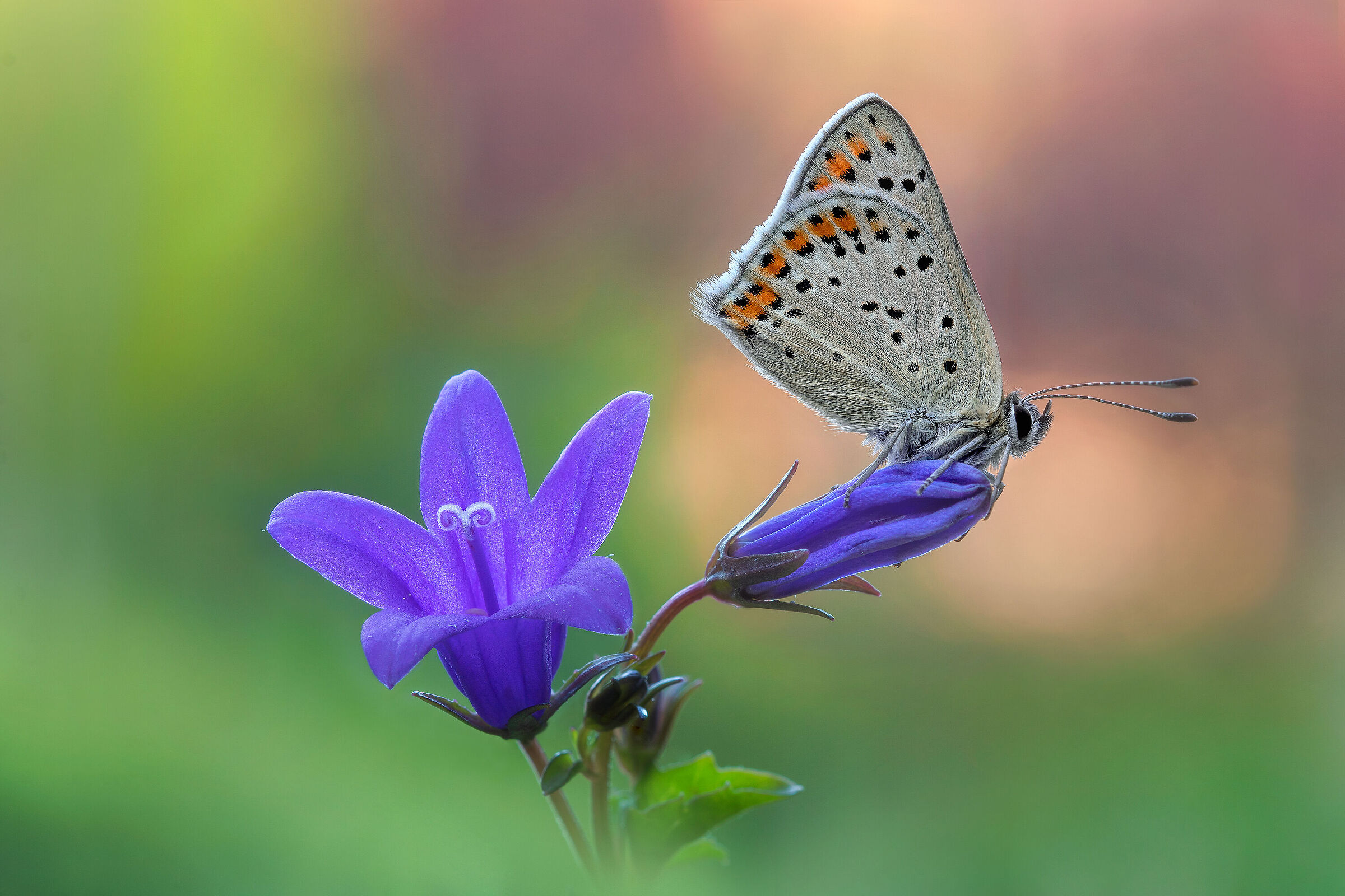 Lycaena tityrus