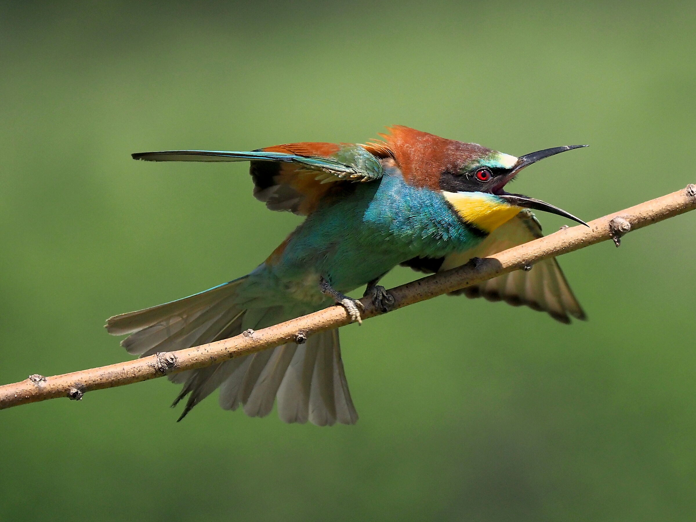 bee-eater