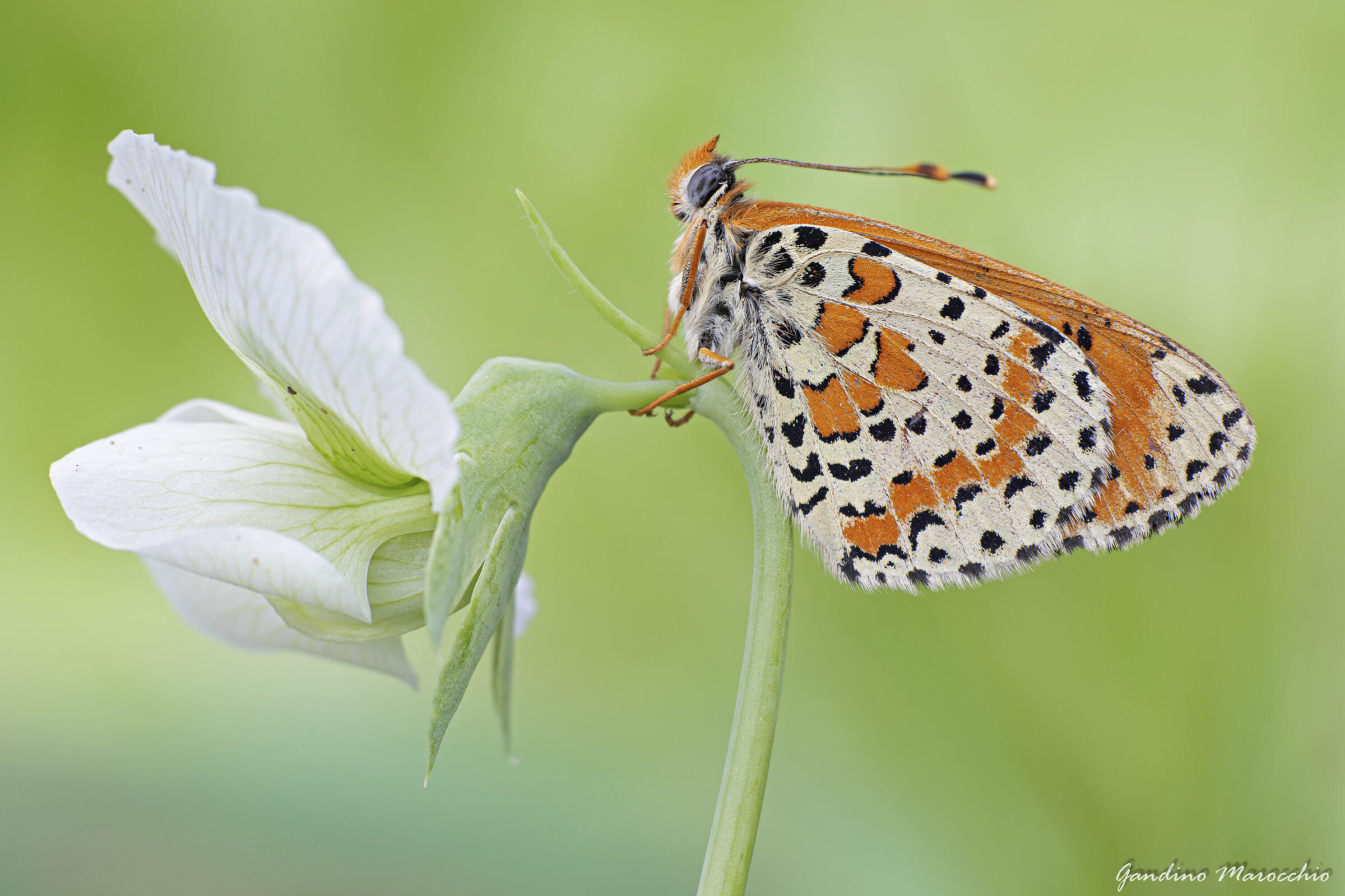 Melitaea Dydima