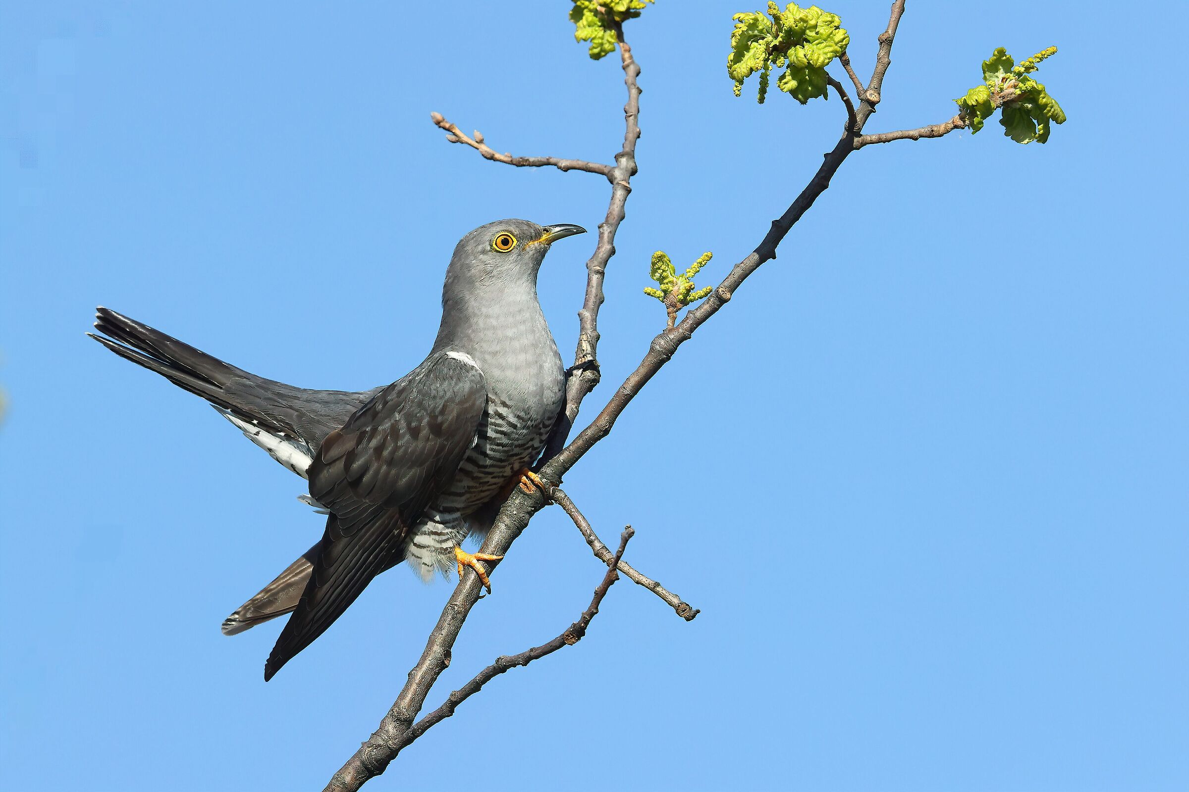 cuckoo