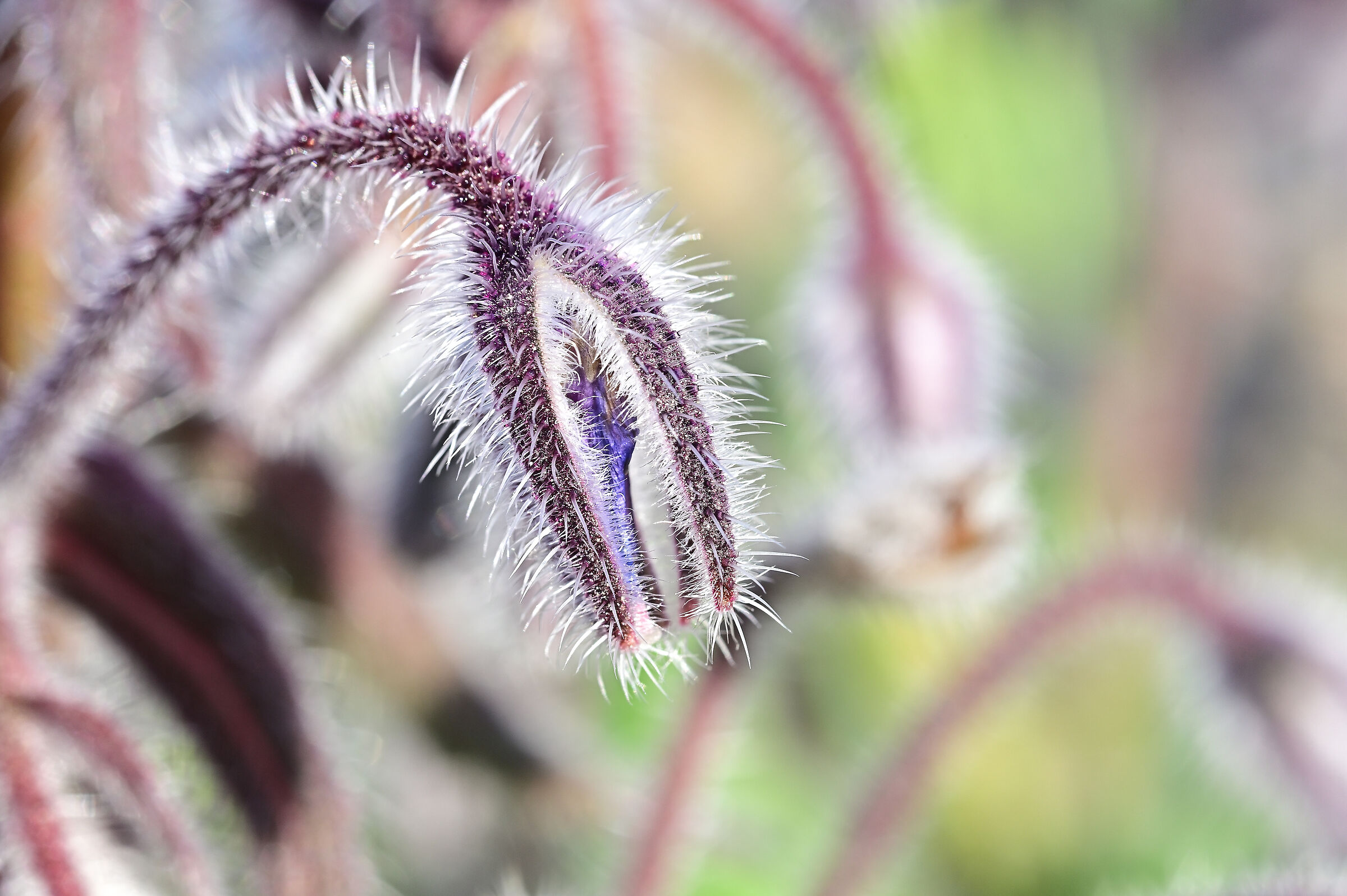Borago Officinalis Municipality