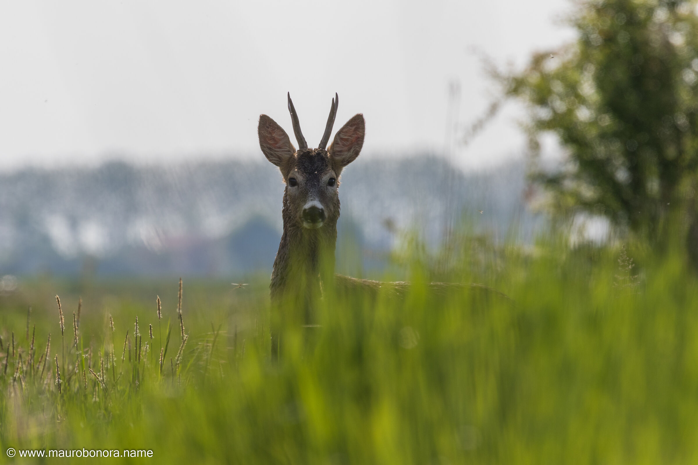 Roe deer #1