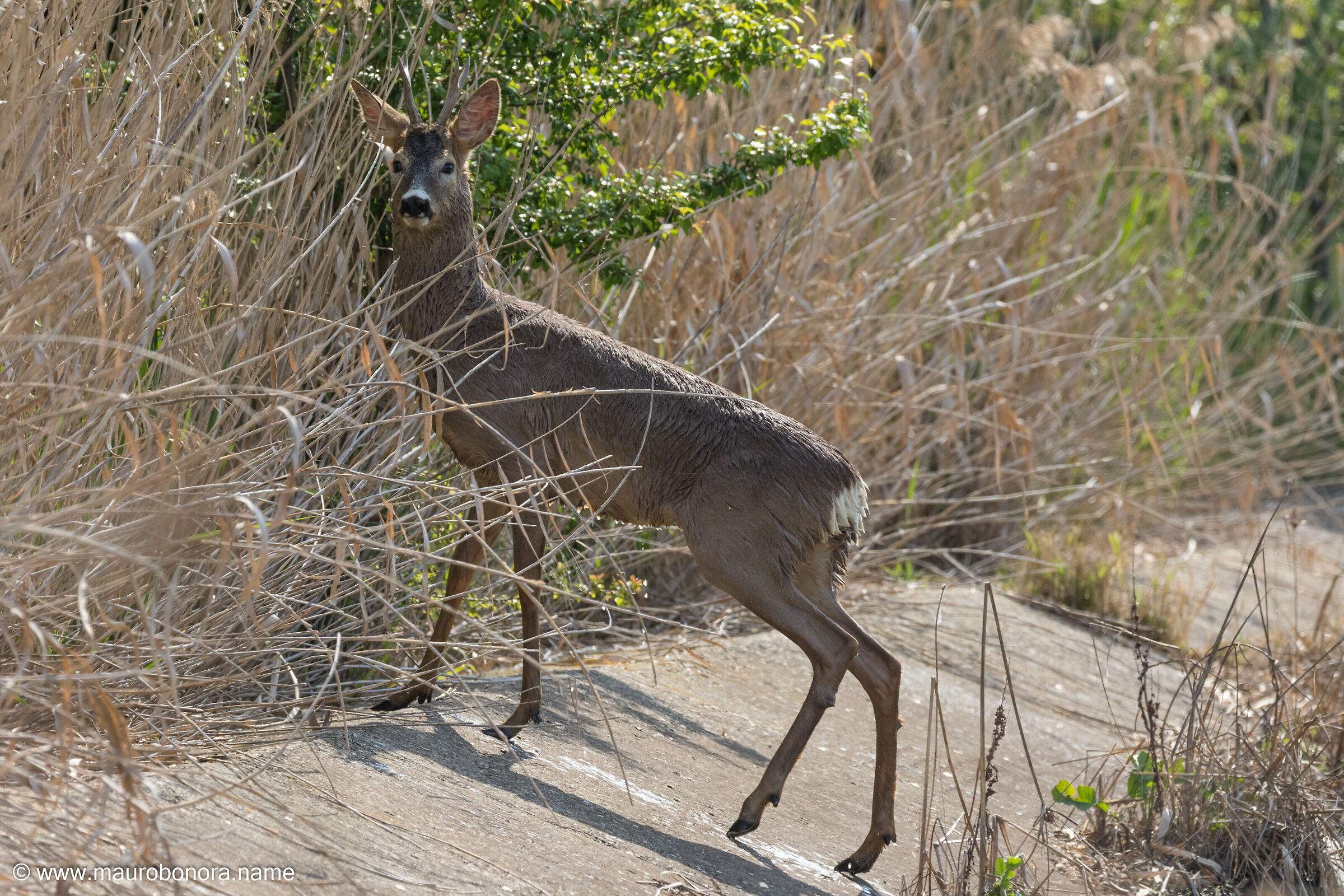 Roe deer #2