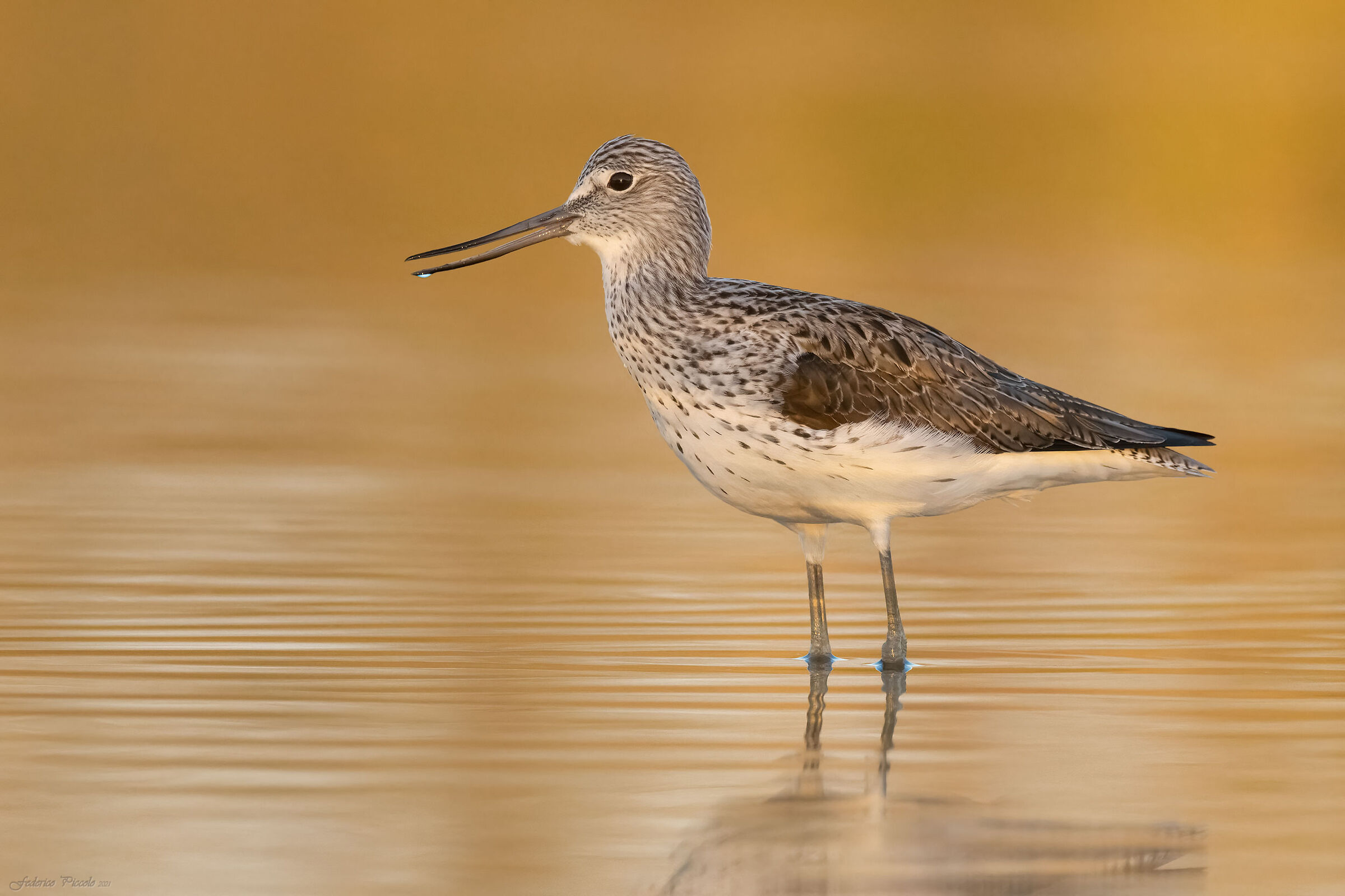 greenshank