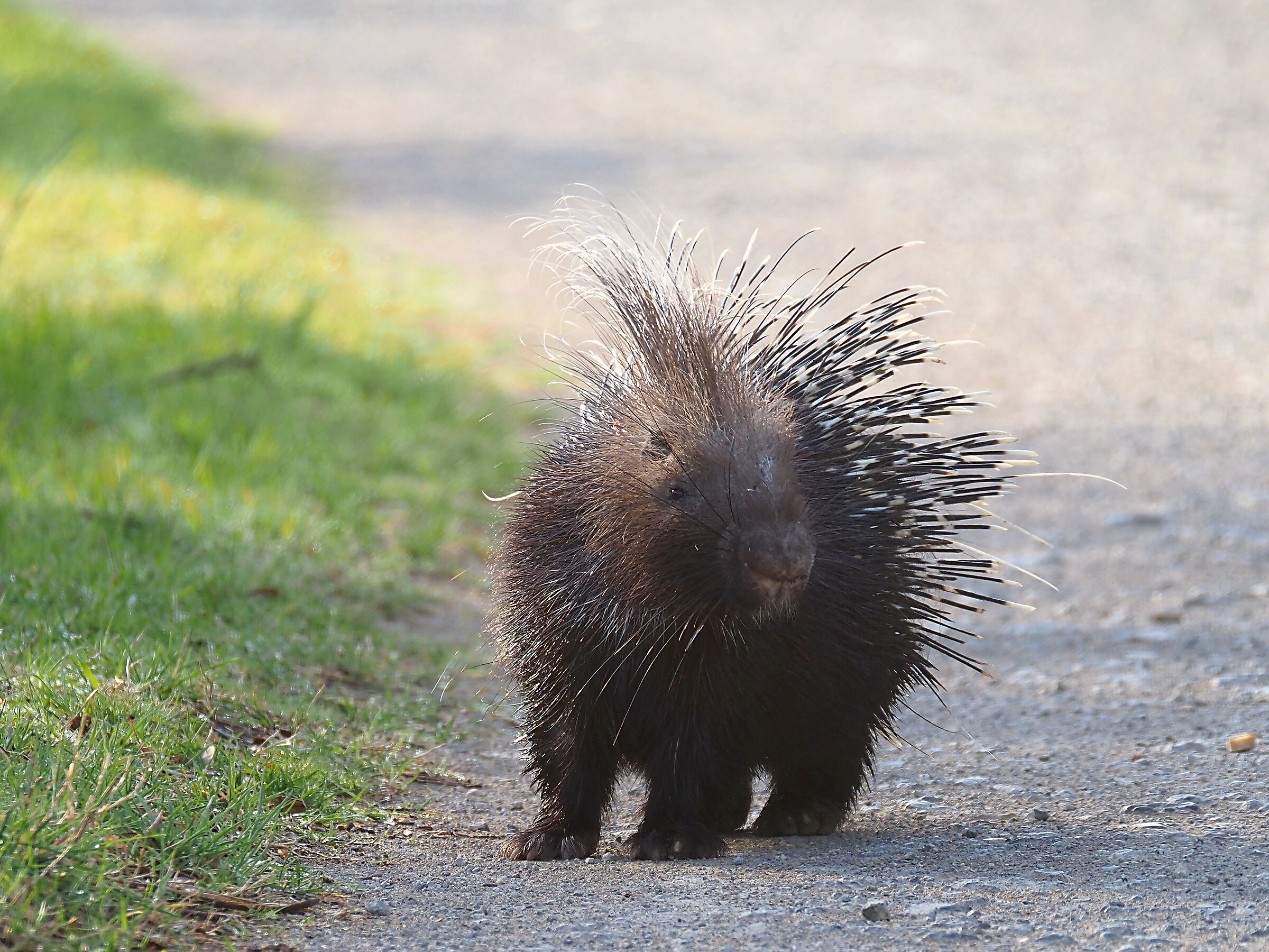 porcupine