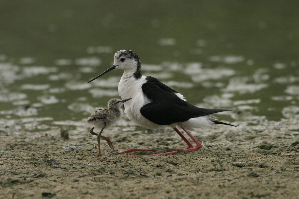 Cavaliere d'Italia con piccolo