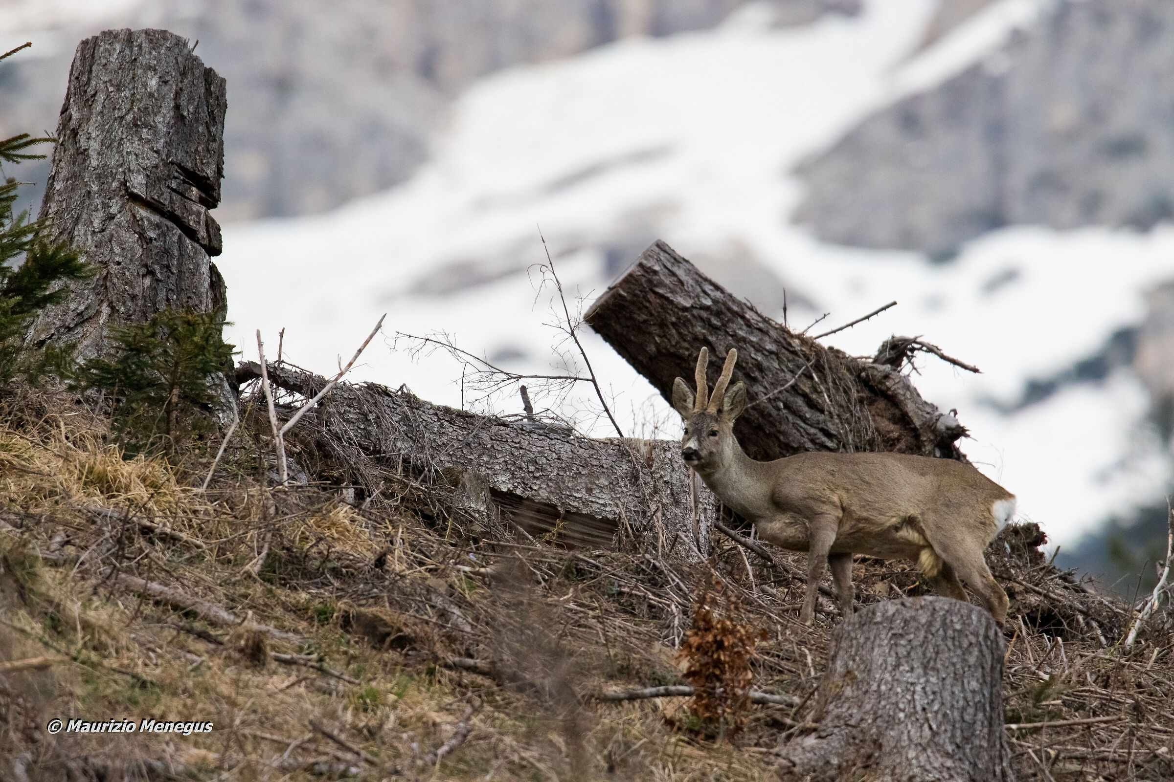 Capriolo in mezzo ai disastri lasciati da "Vaia"
