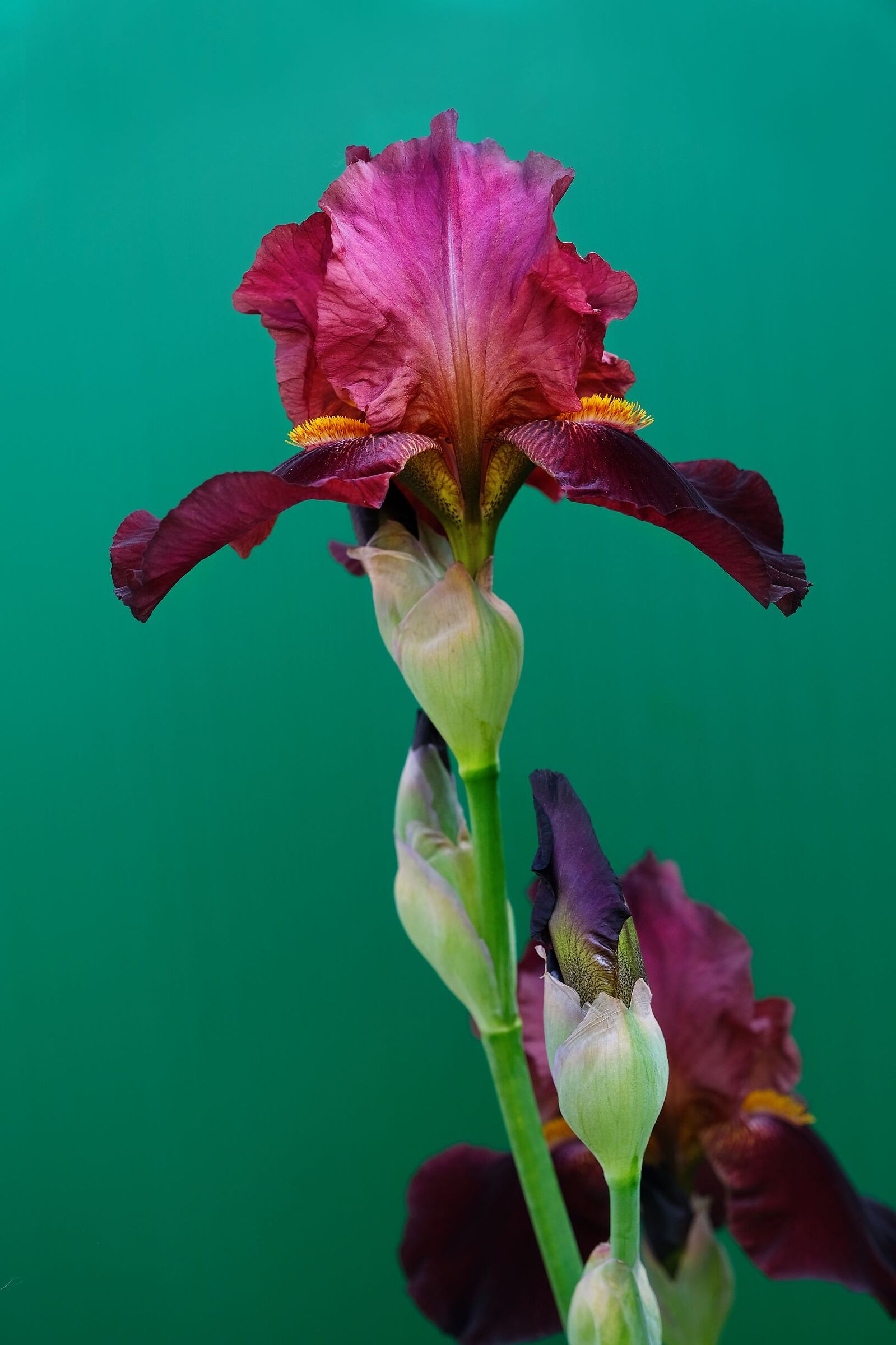 iris