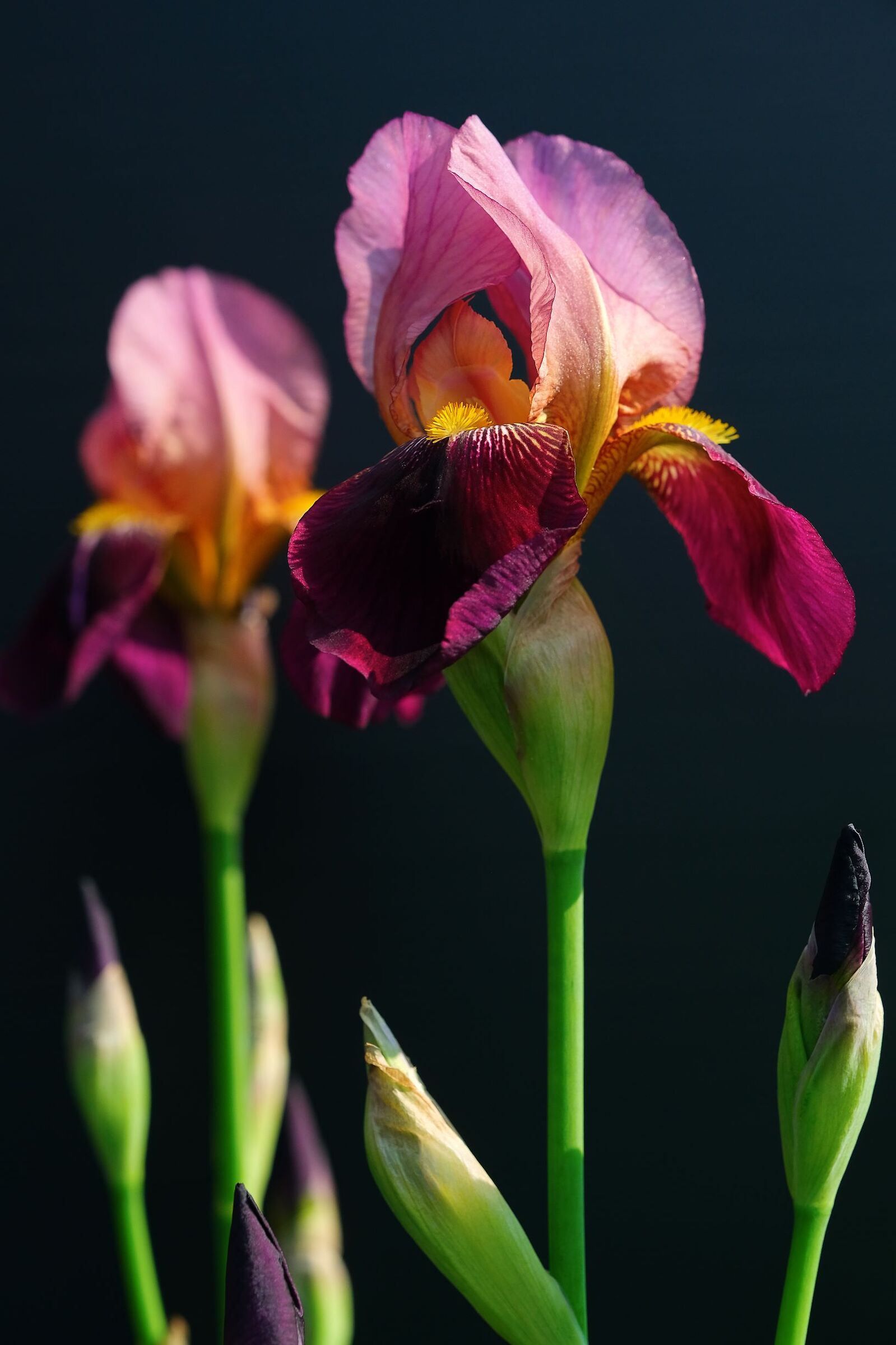 iris
