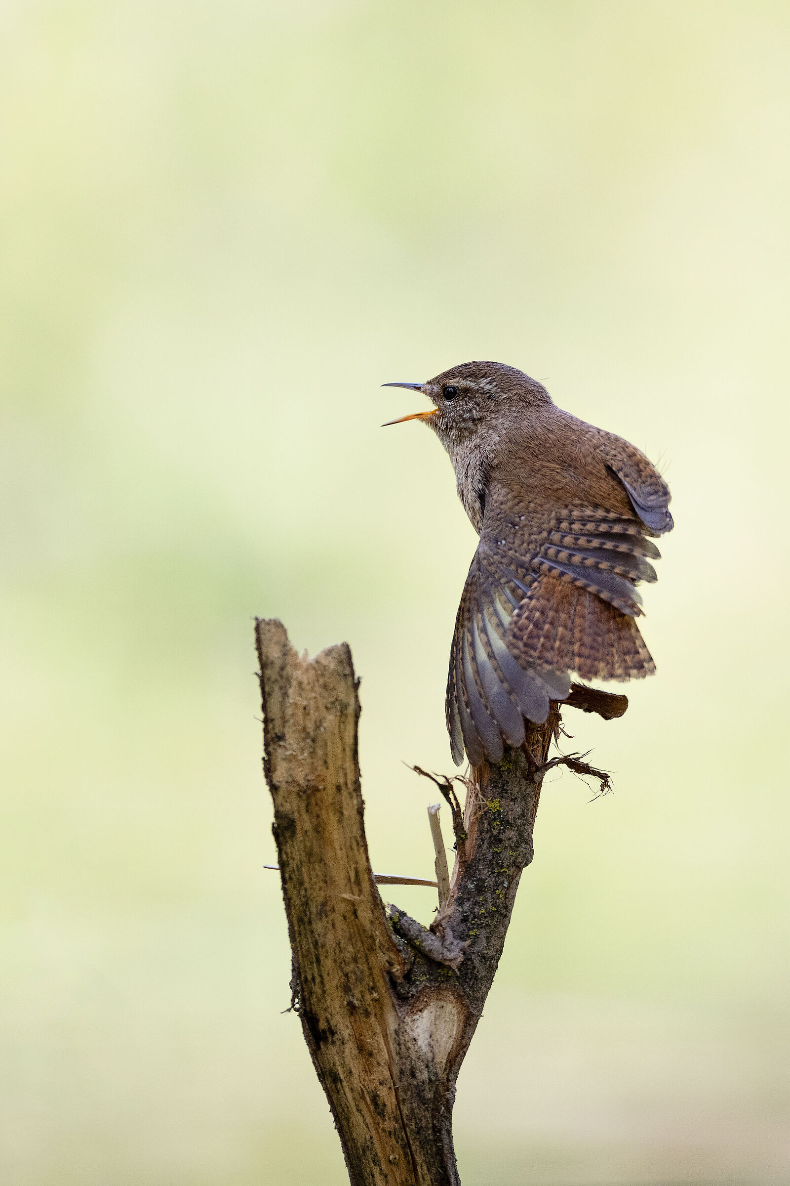 wren