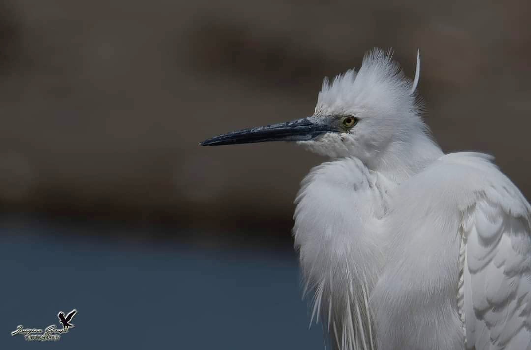Punk egret