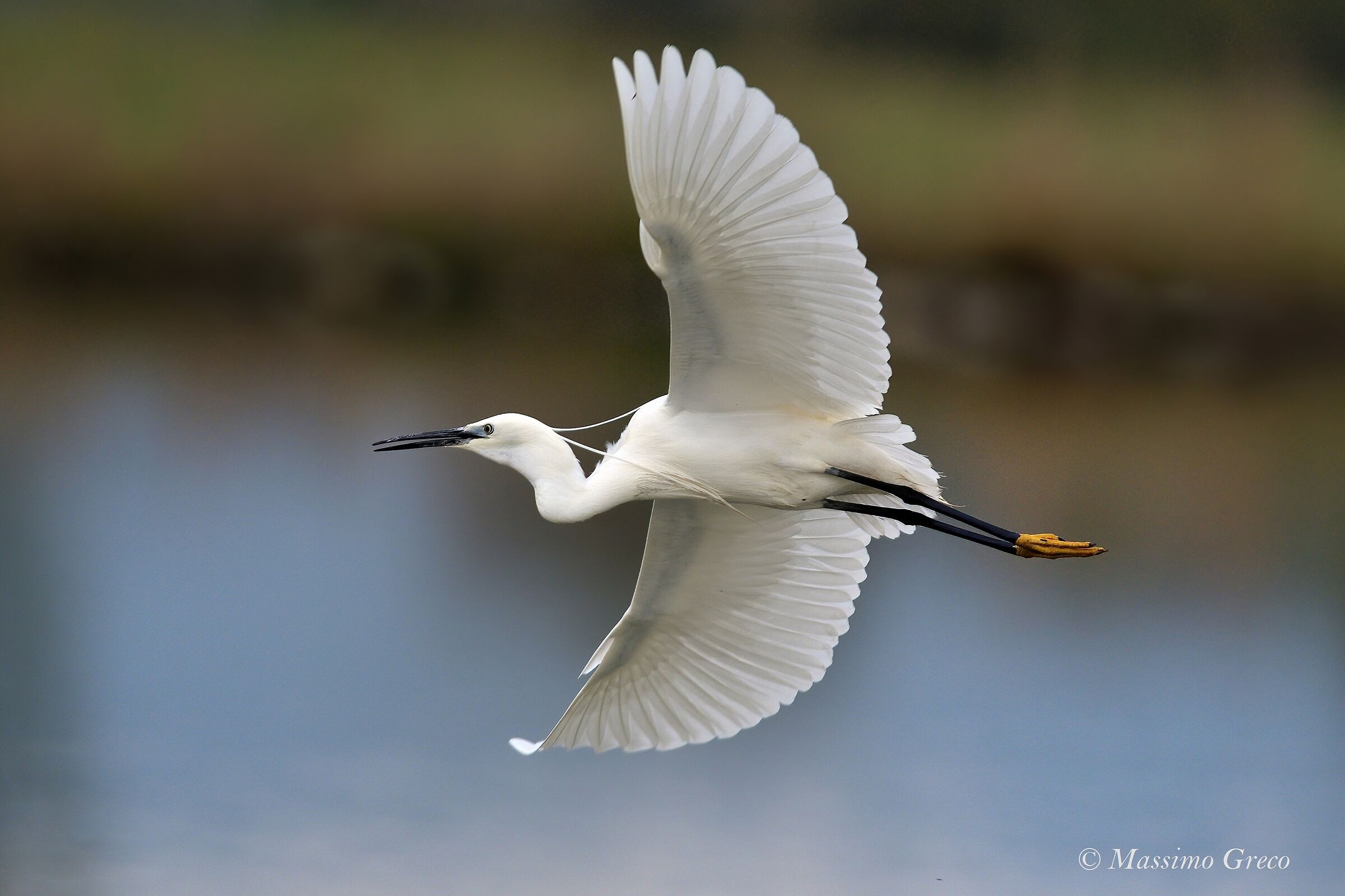 egret