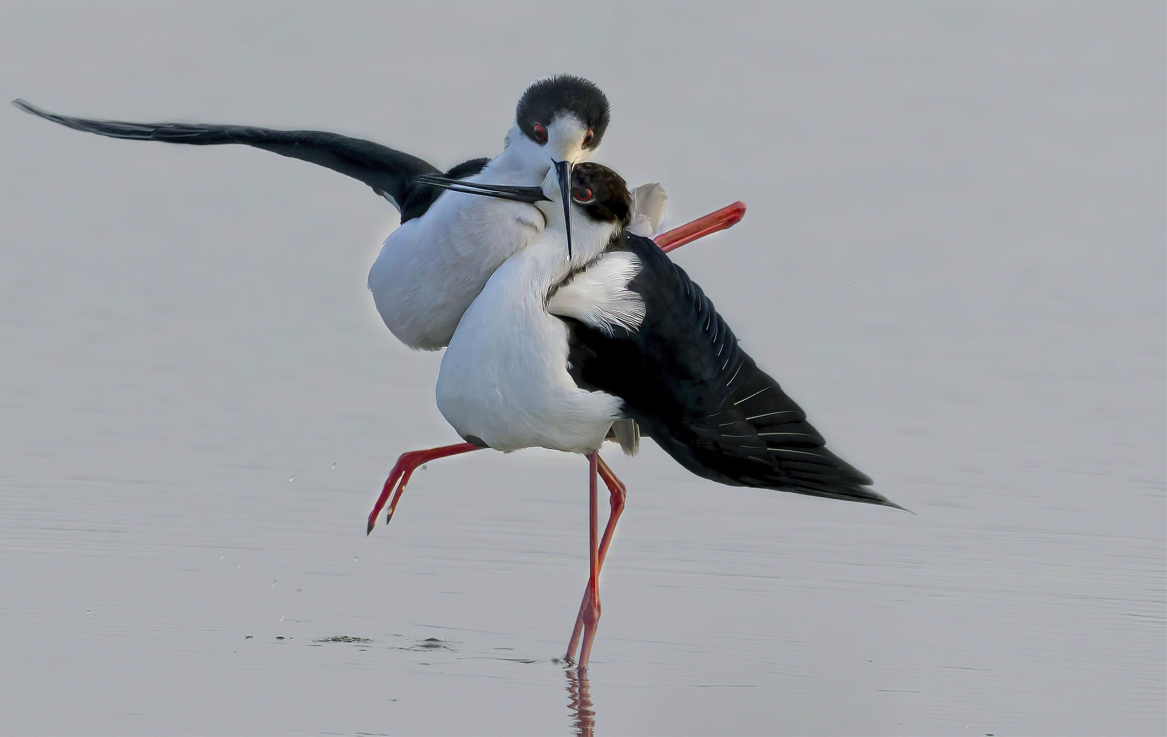 accoppiamento cavalieri d'Italia