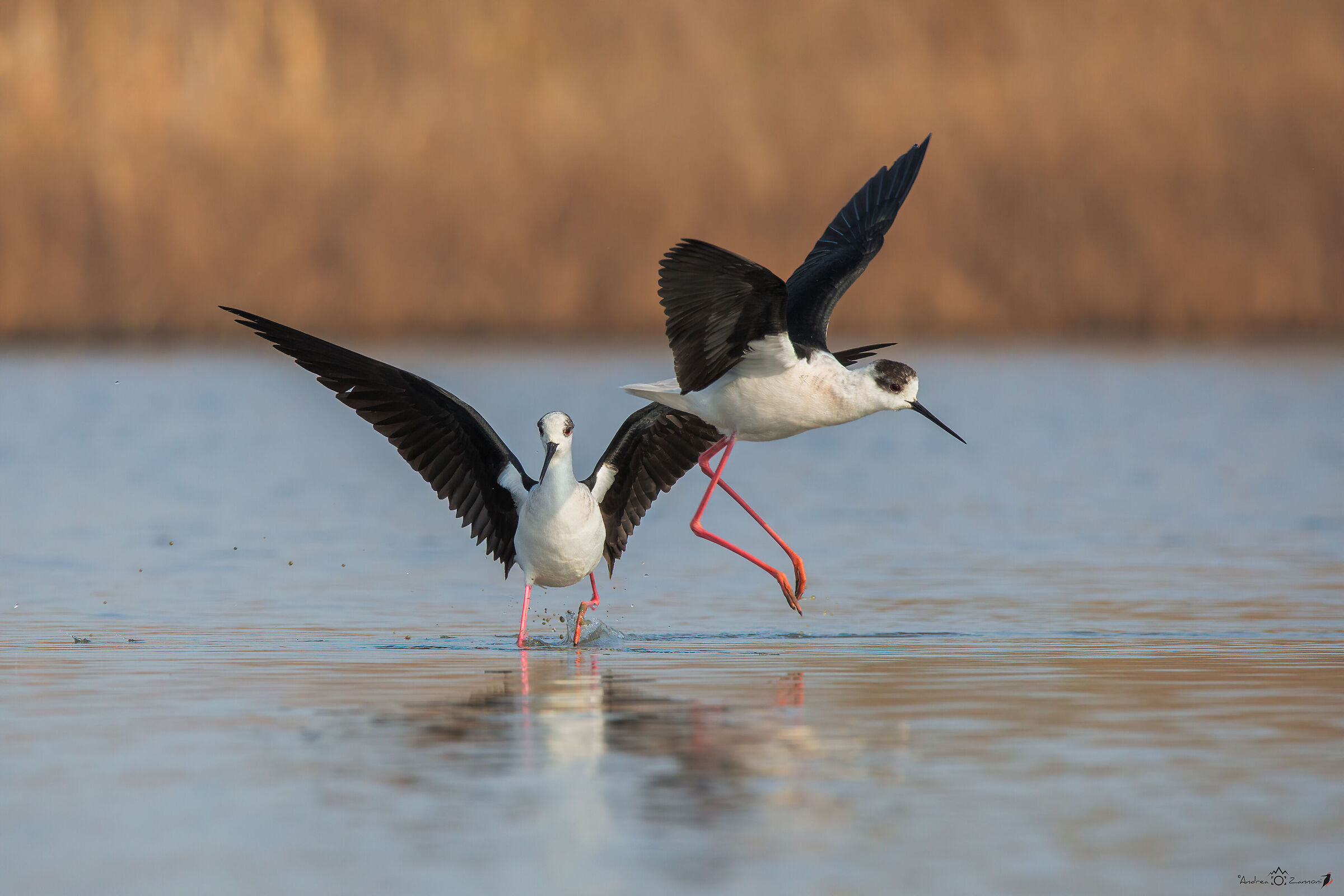 Dancing on Dangerous