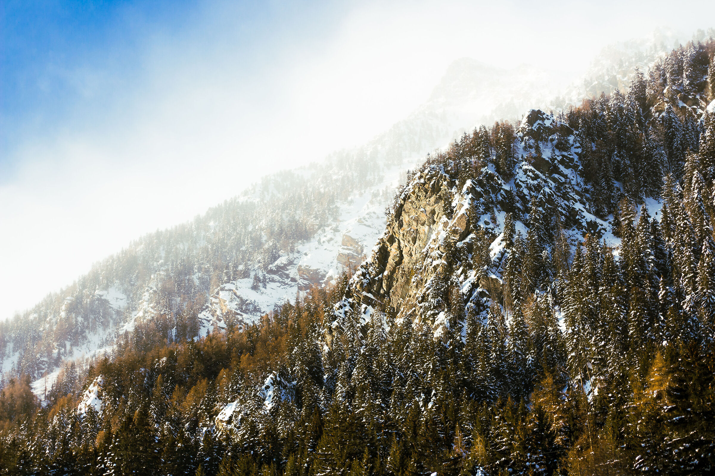 Circondato da pini innevati