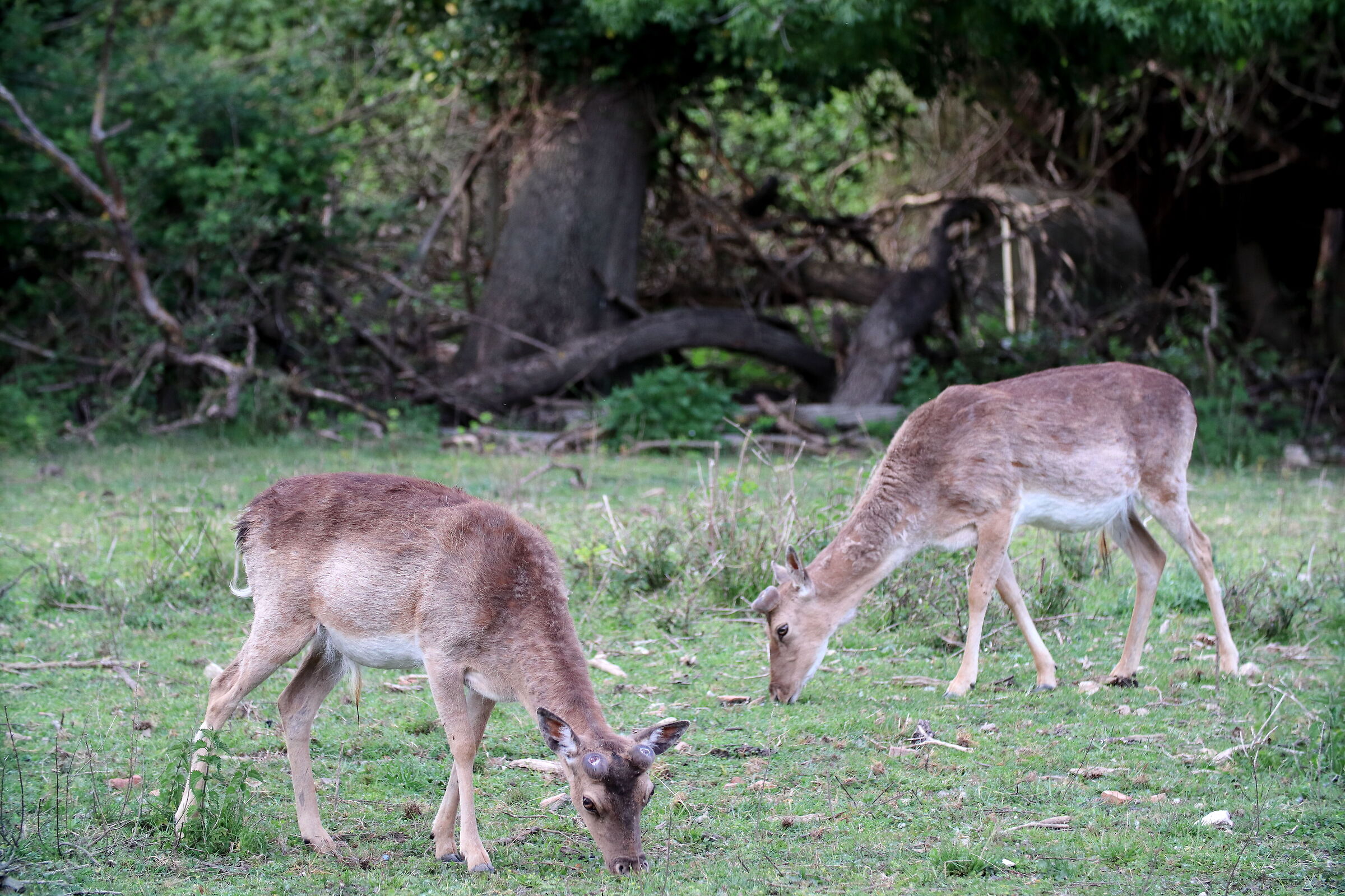 San Rossore Deer