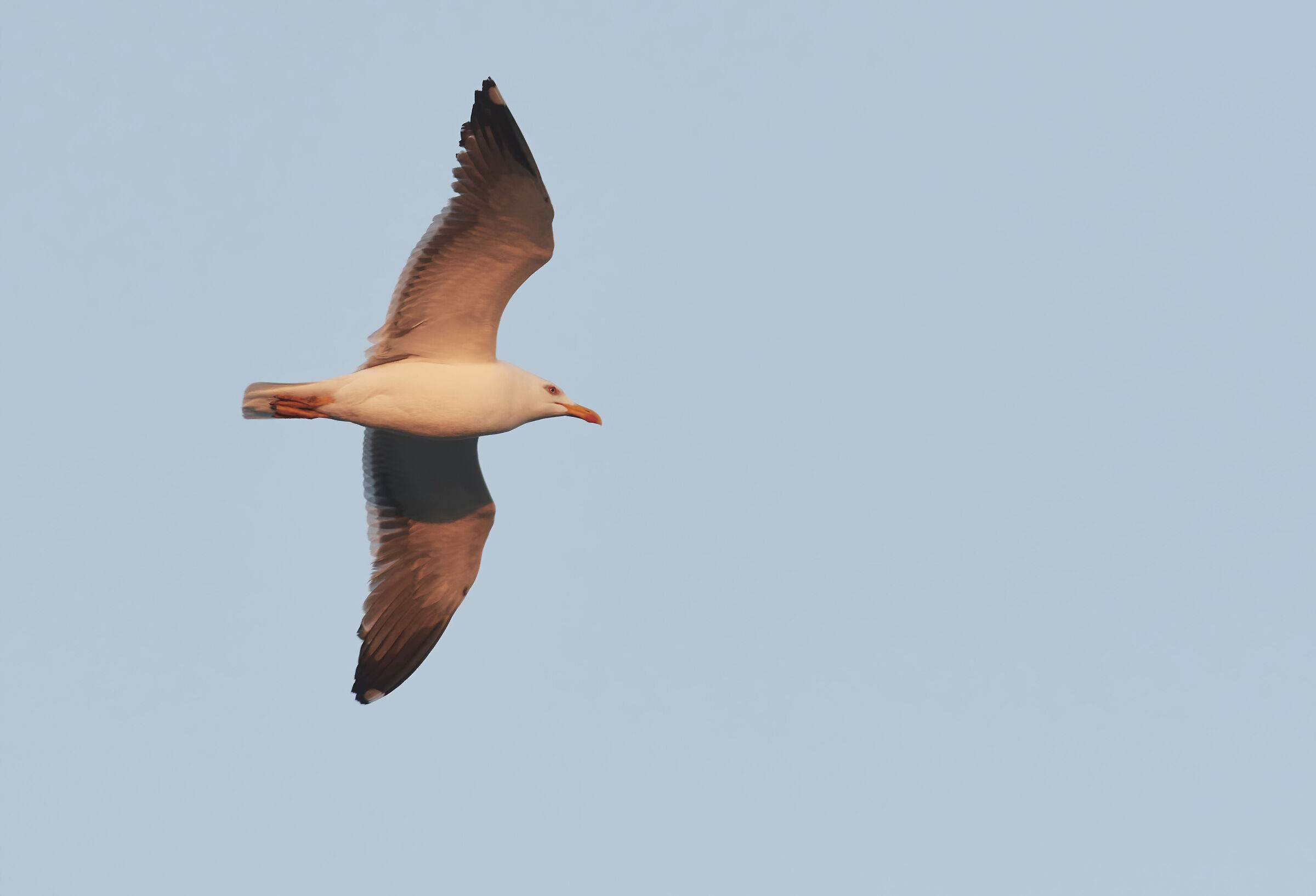 Gabbiano dalla parte nera minore all'alba