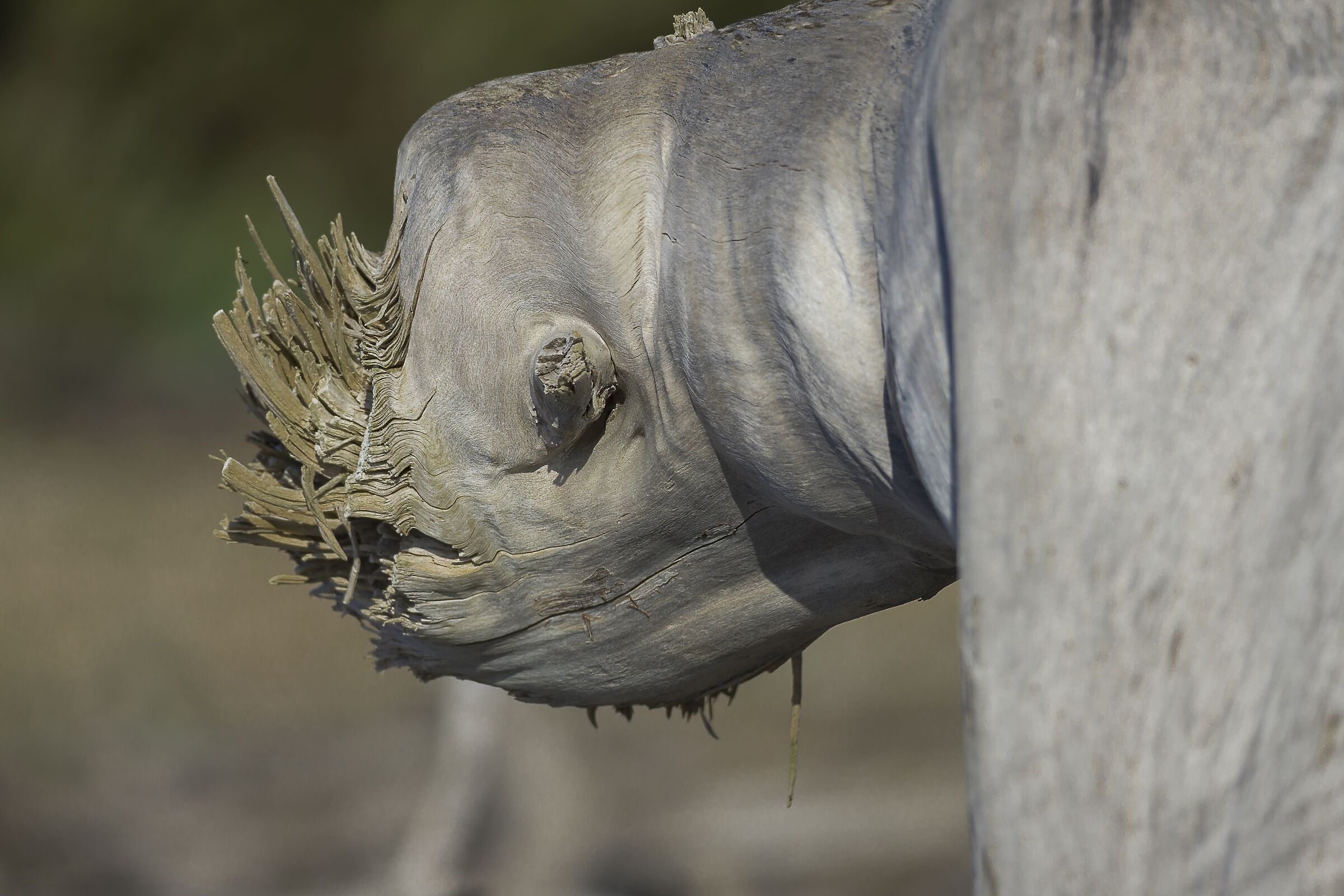 Un rinoceronte senza corno....