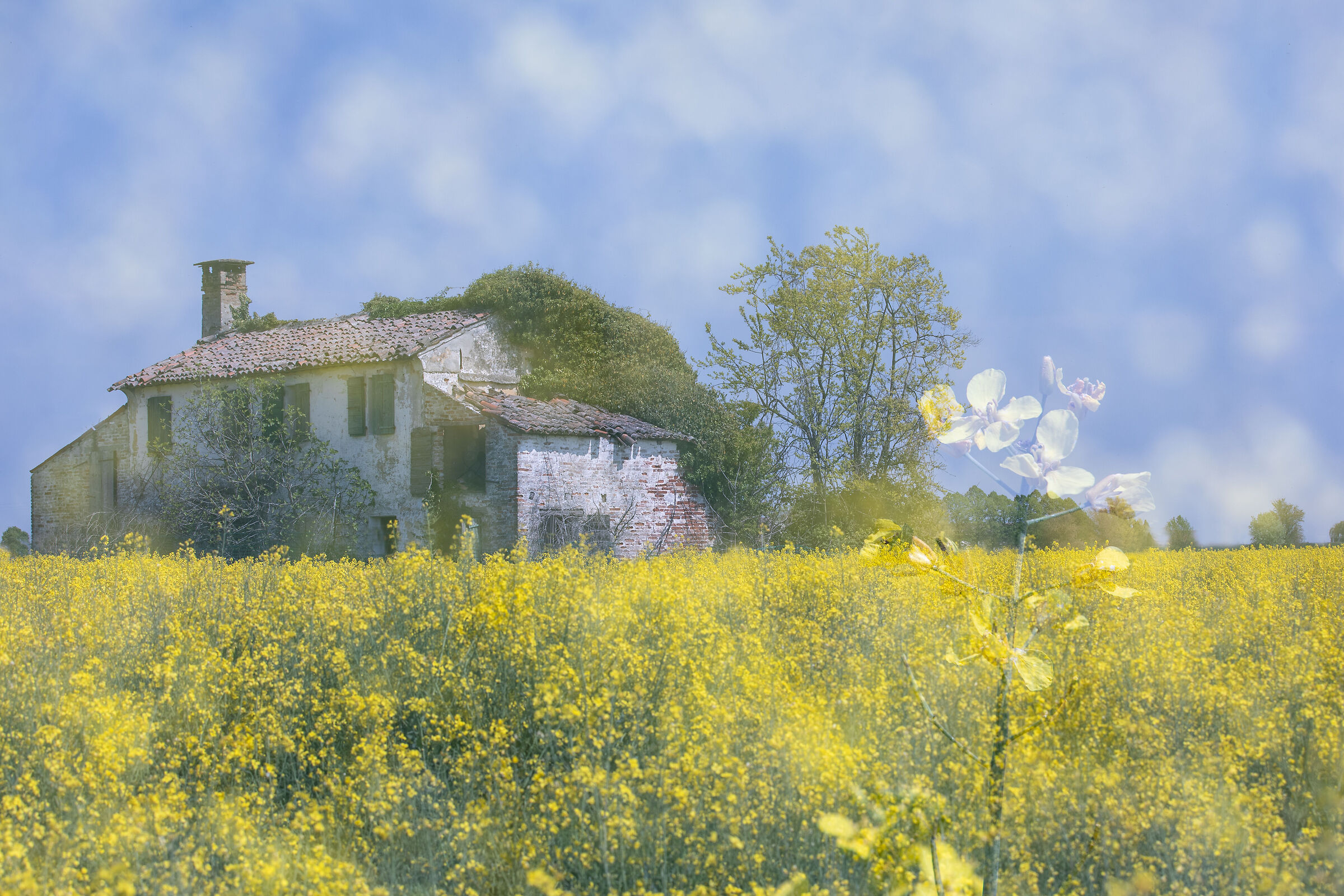 Come un sogno di primavera