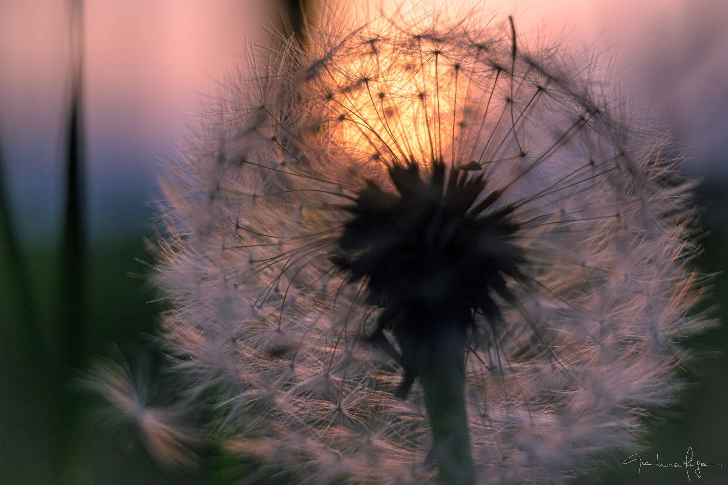 Soffione al tramonto