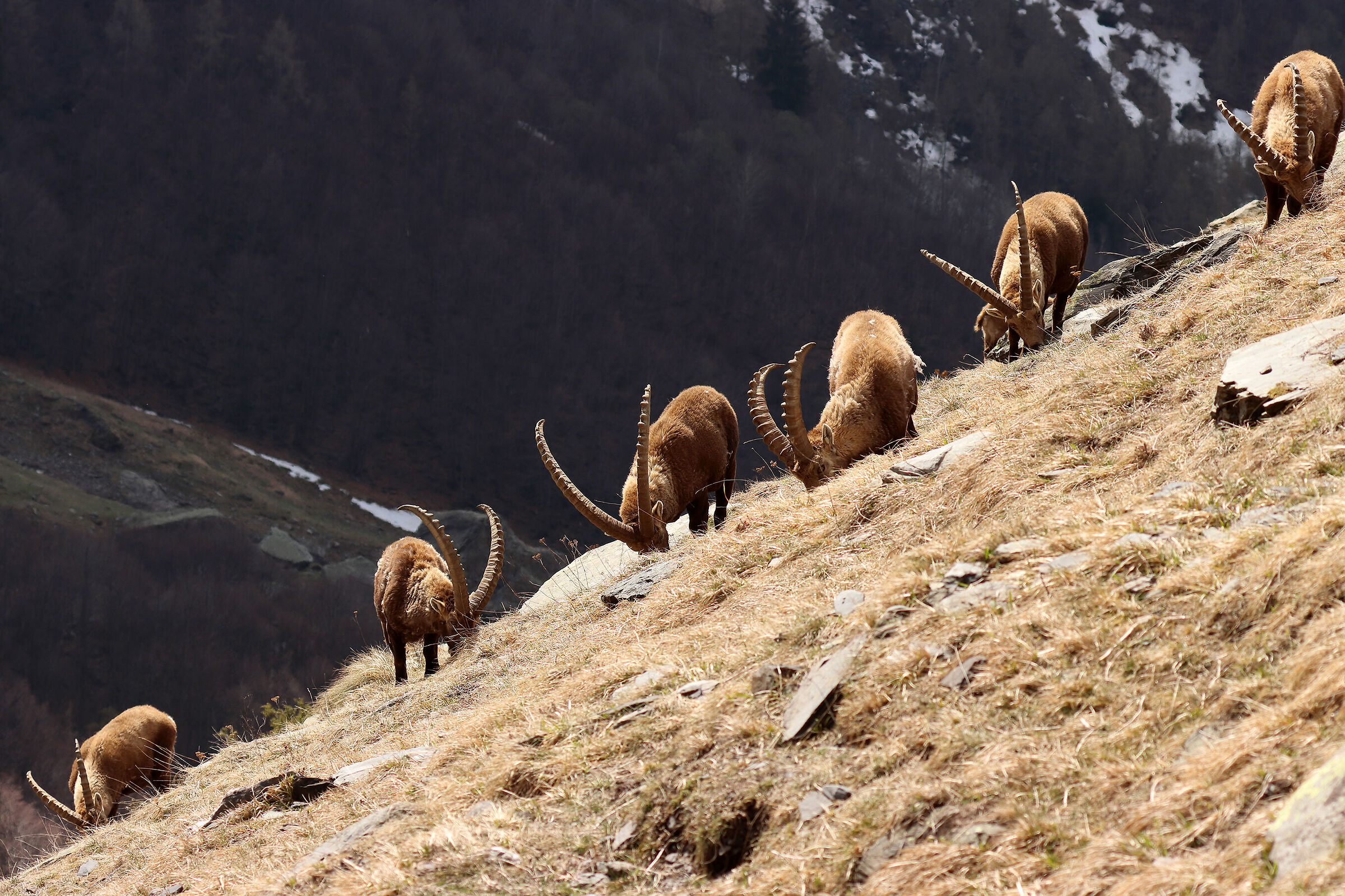 i primi germogli verdi