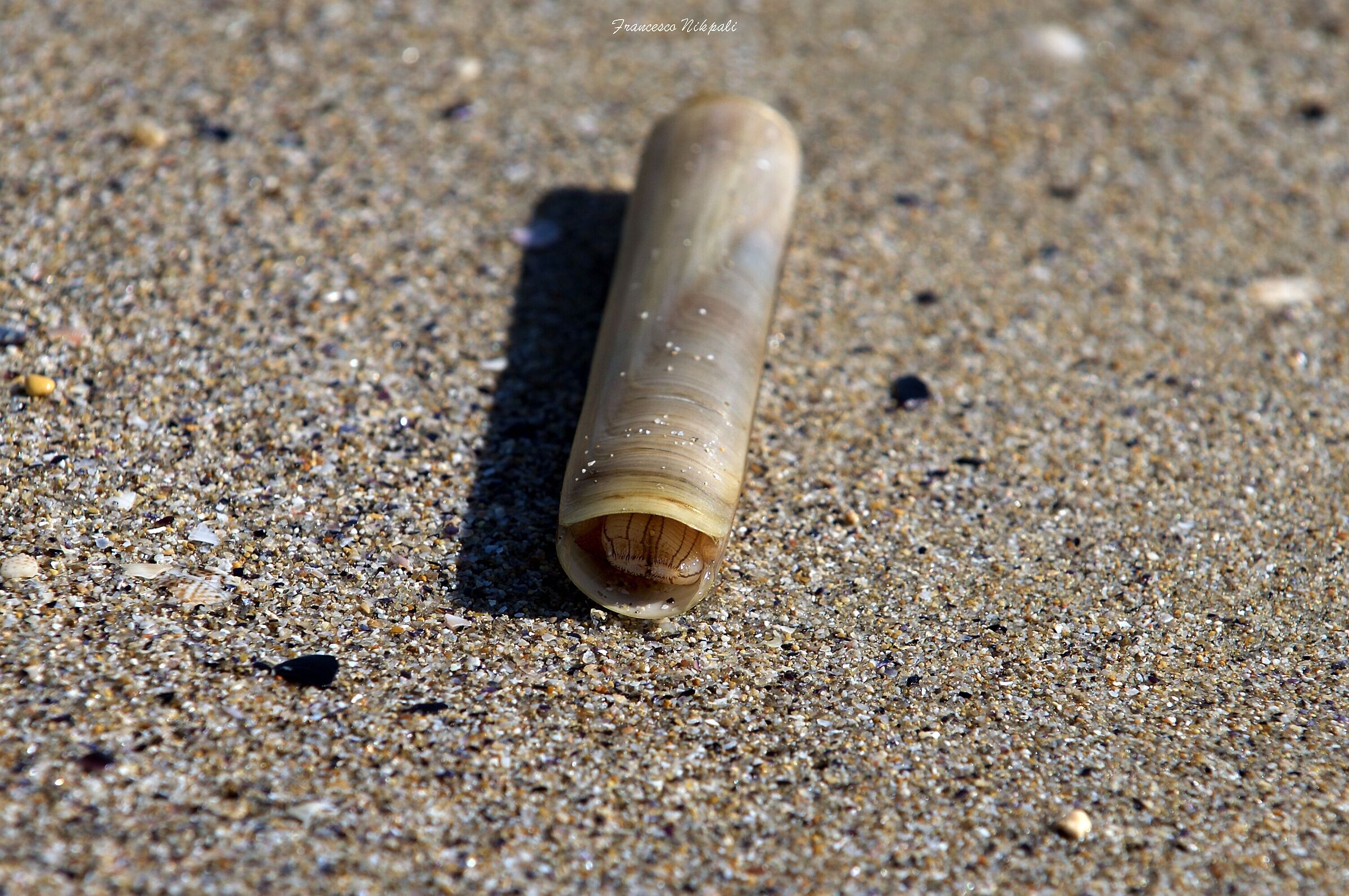 Il cannolicchio