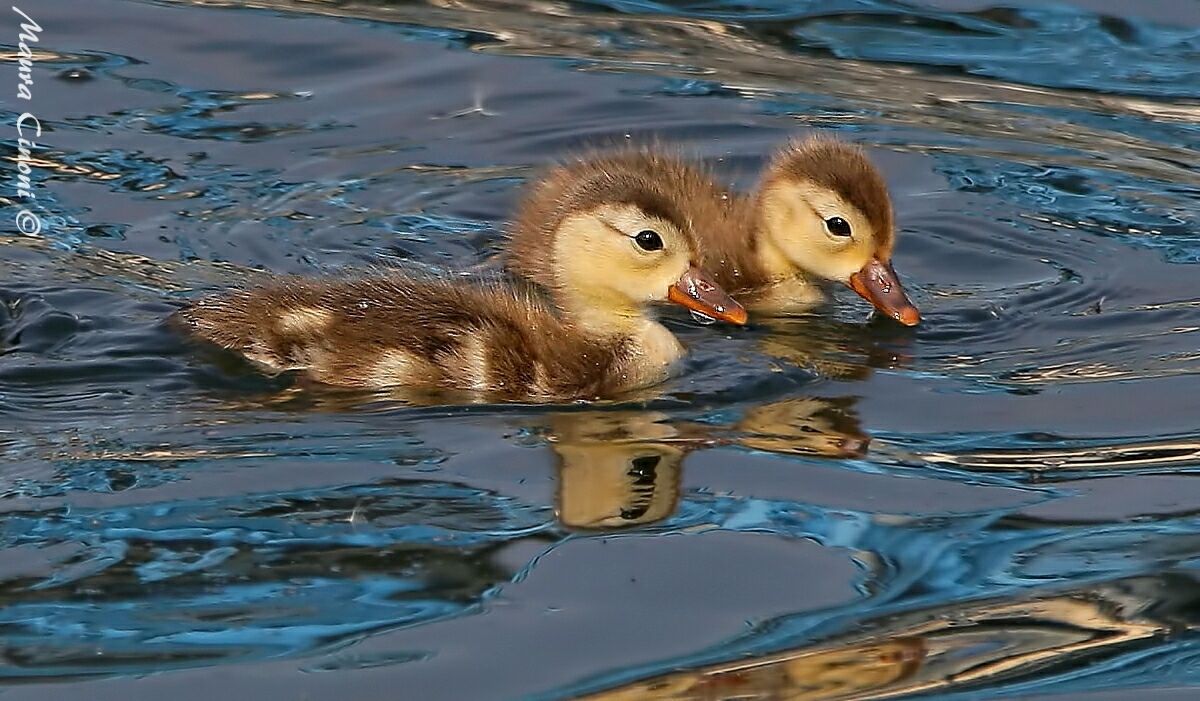 Pulli di Fistione Turco nei colori