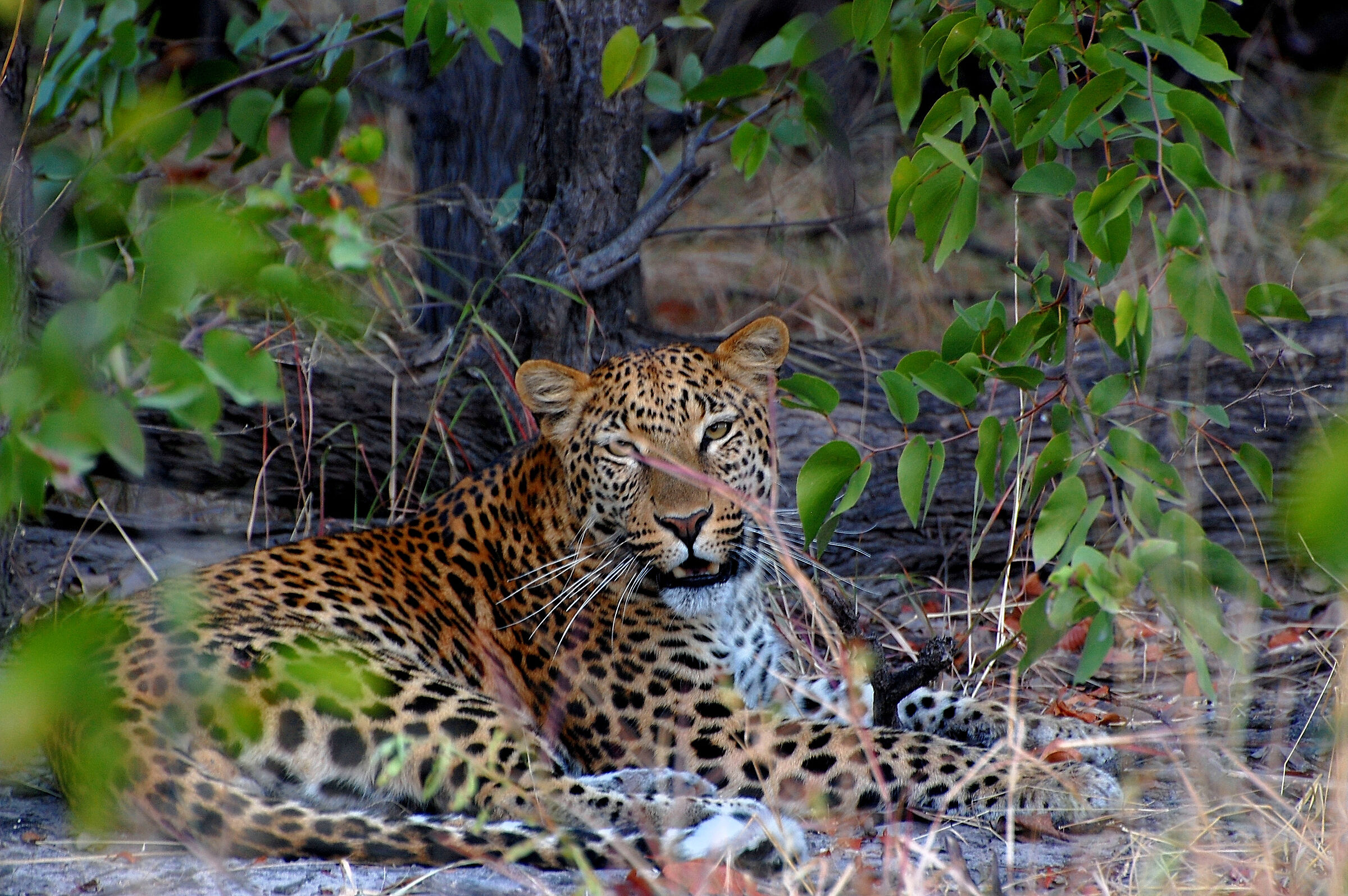 Botswana: ramoscello troppo piccolo per nascondersi