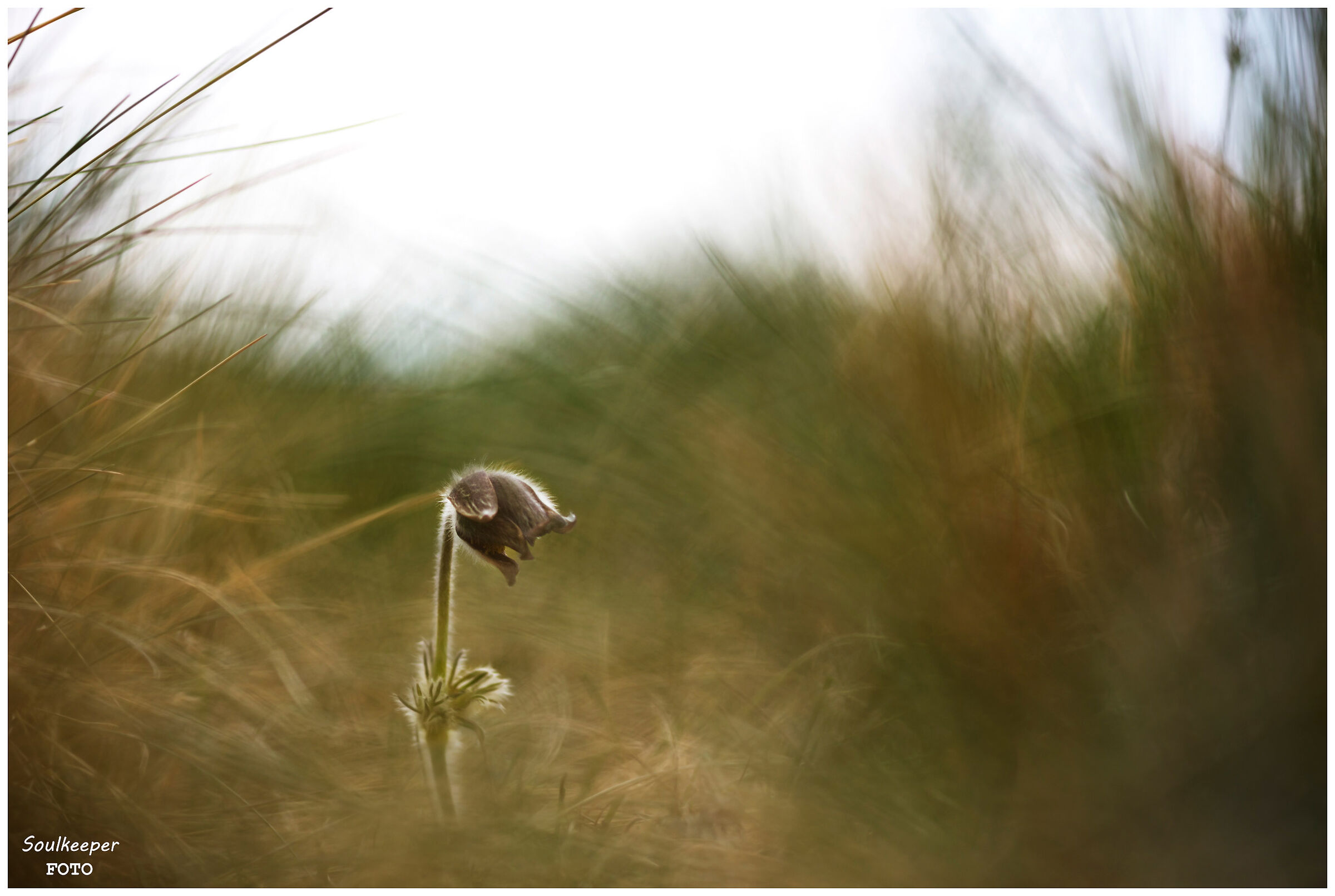 Pulsatilla. Carso triestino.