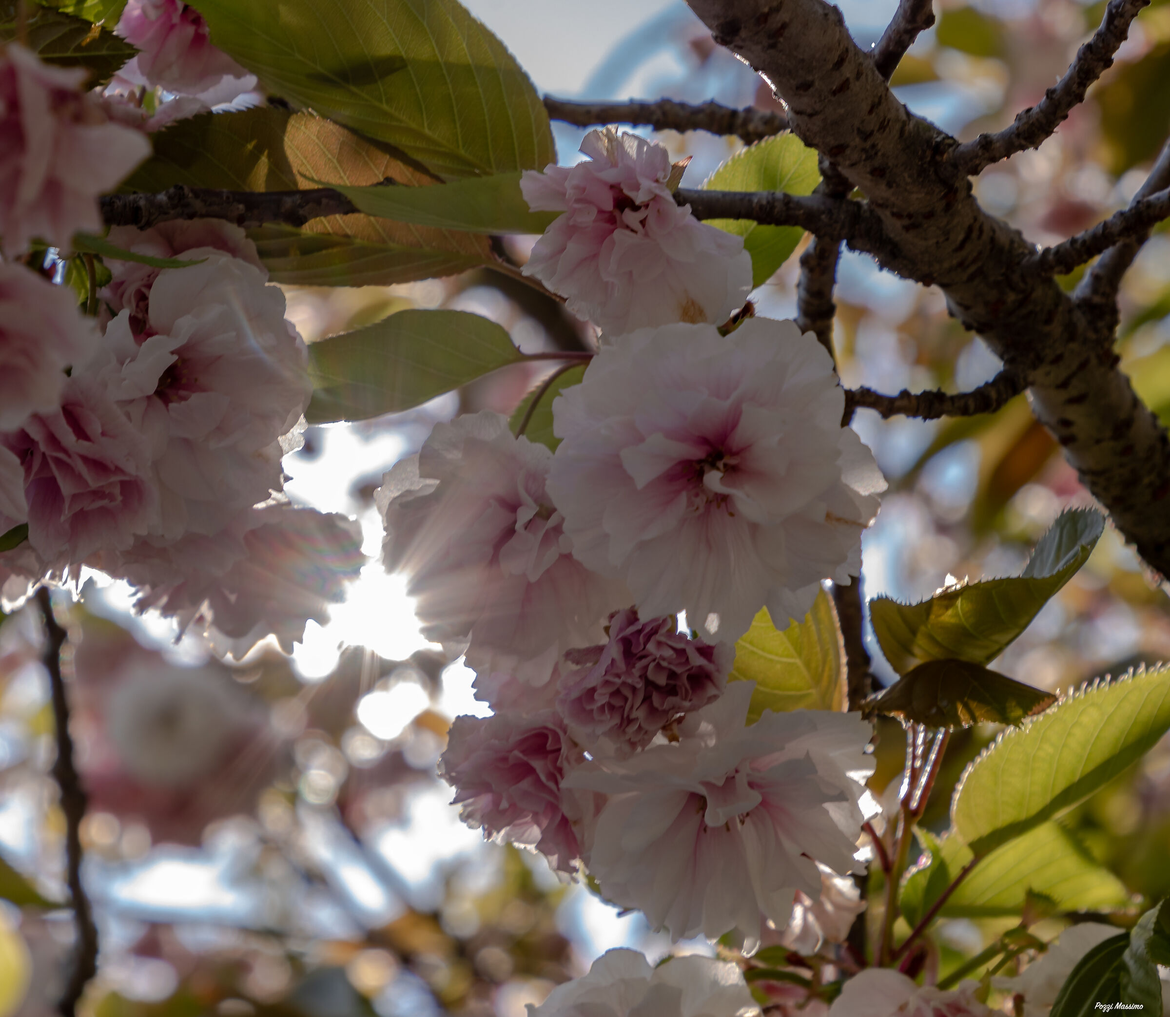 spring