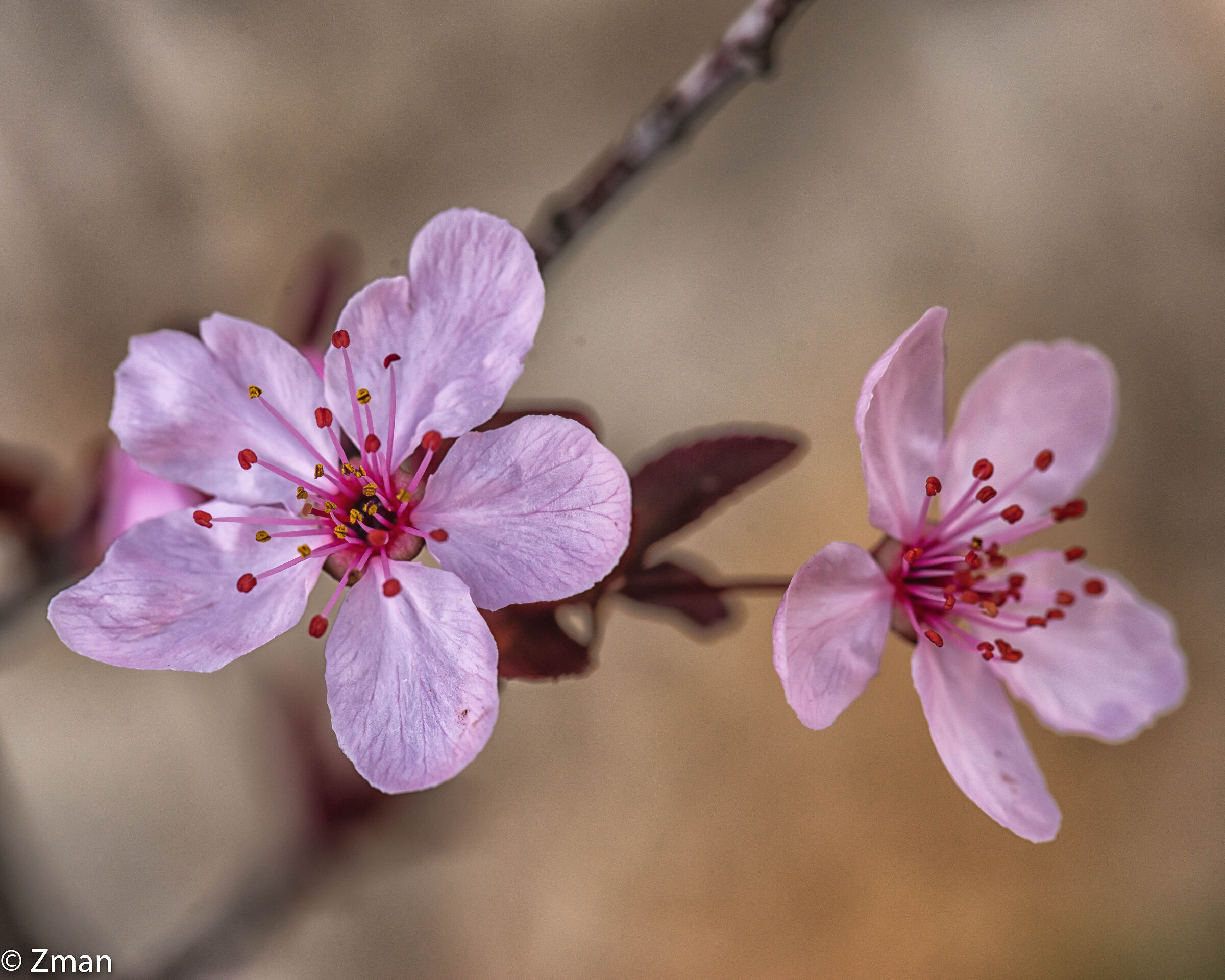 Pink Flowers