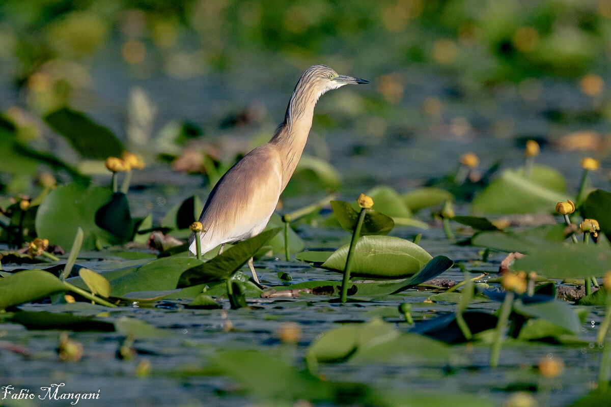 Sgarza ciuffetto -lago di chiusi - Siena