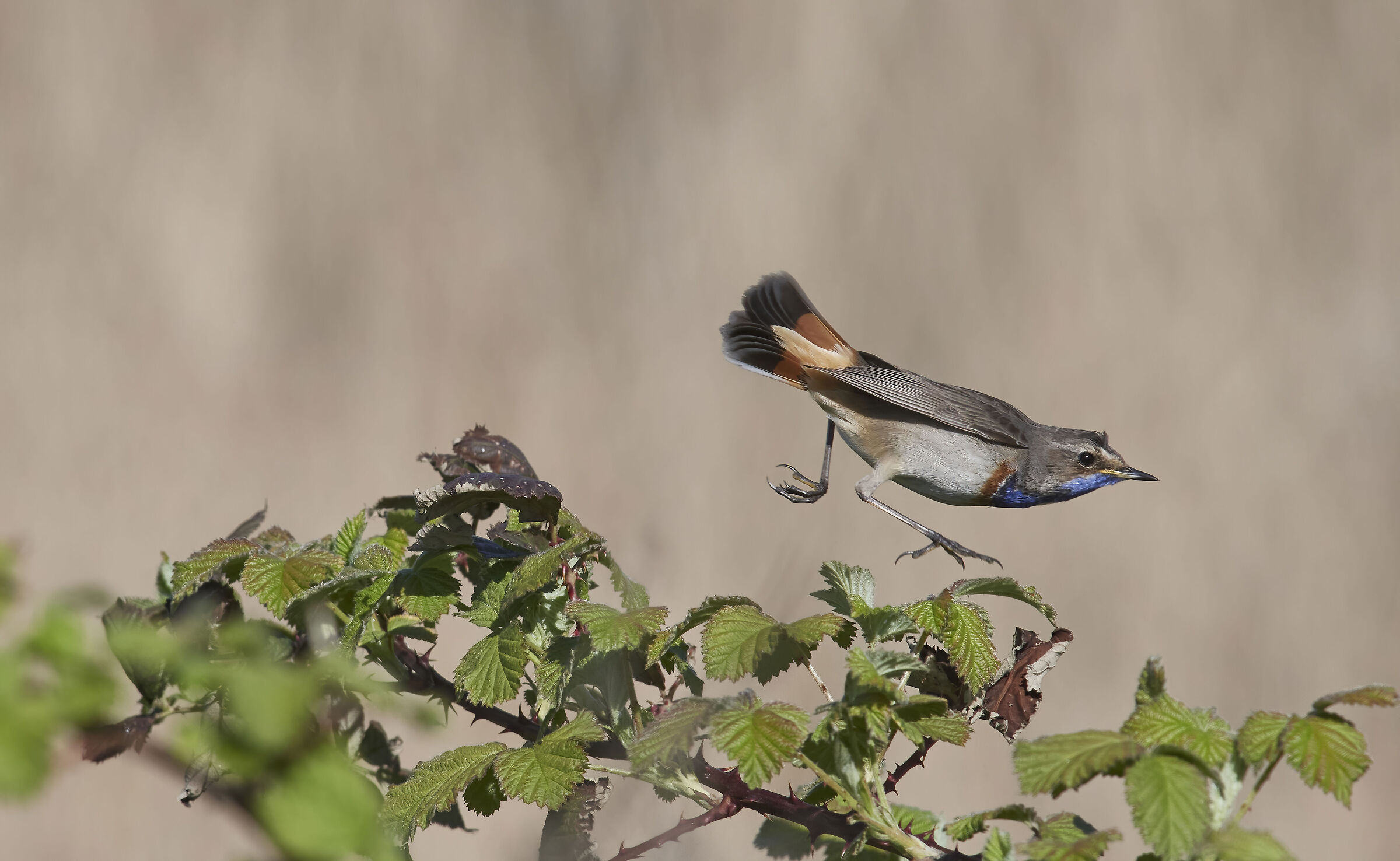 'ostacoli' bluethroat