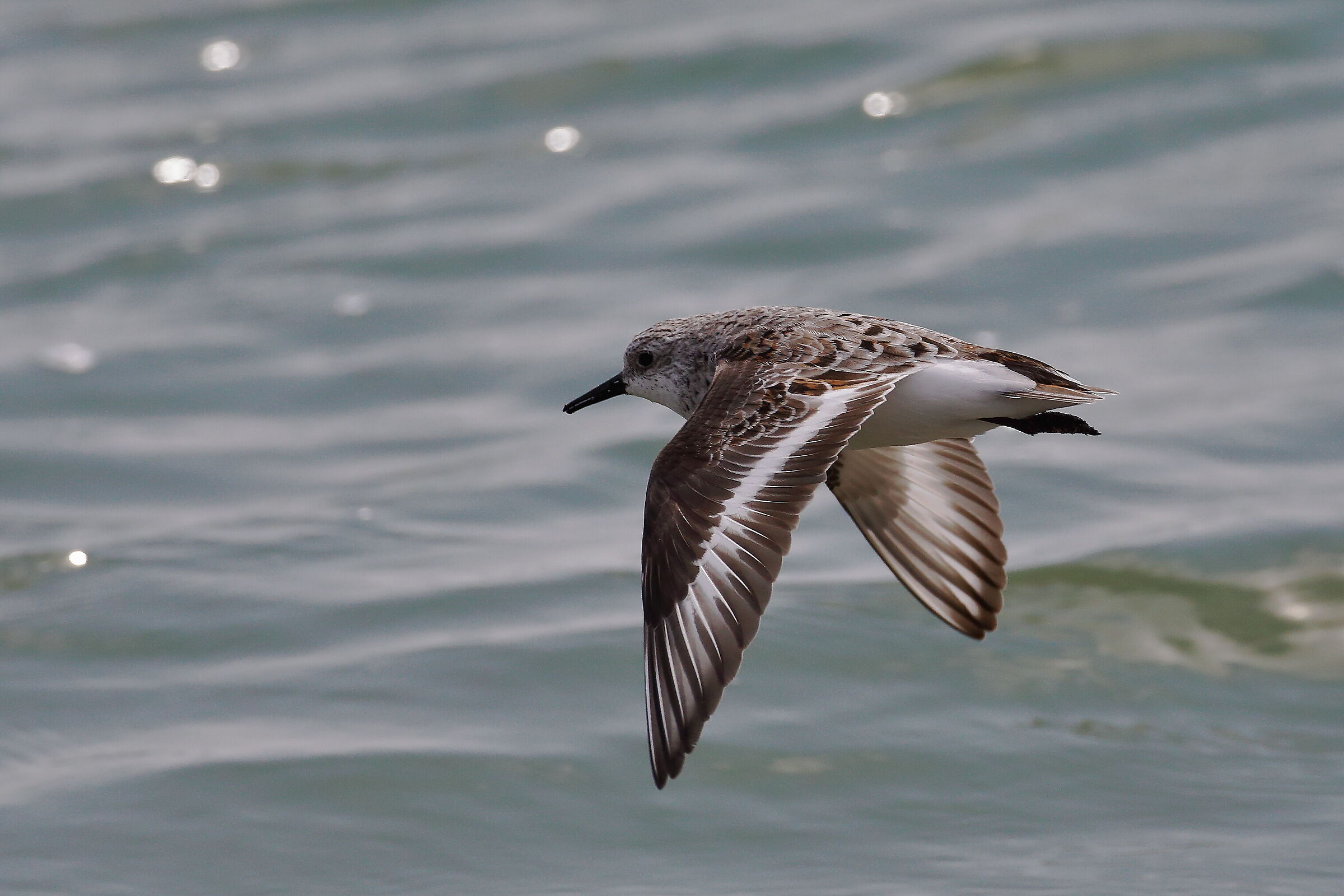 Piovanello tridattilo.