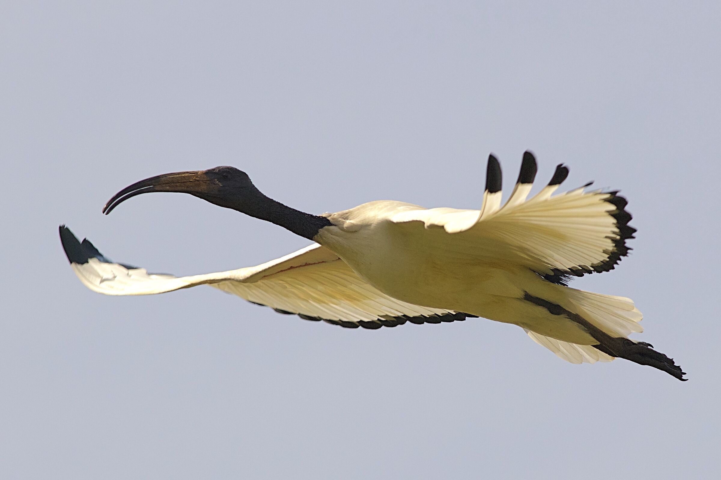 Ibis sacro