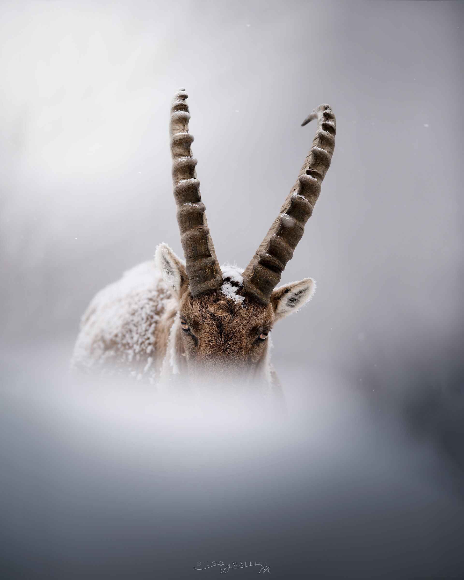 White Snow, New Year