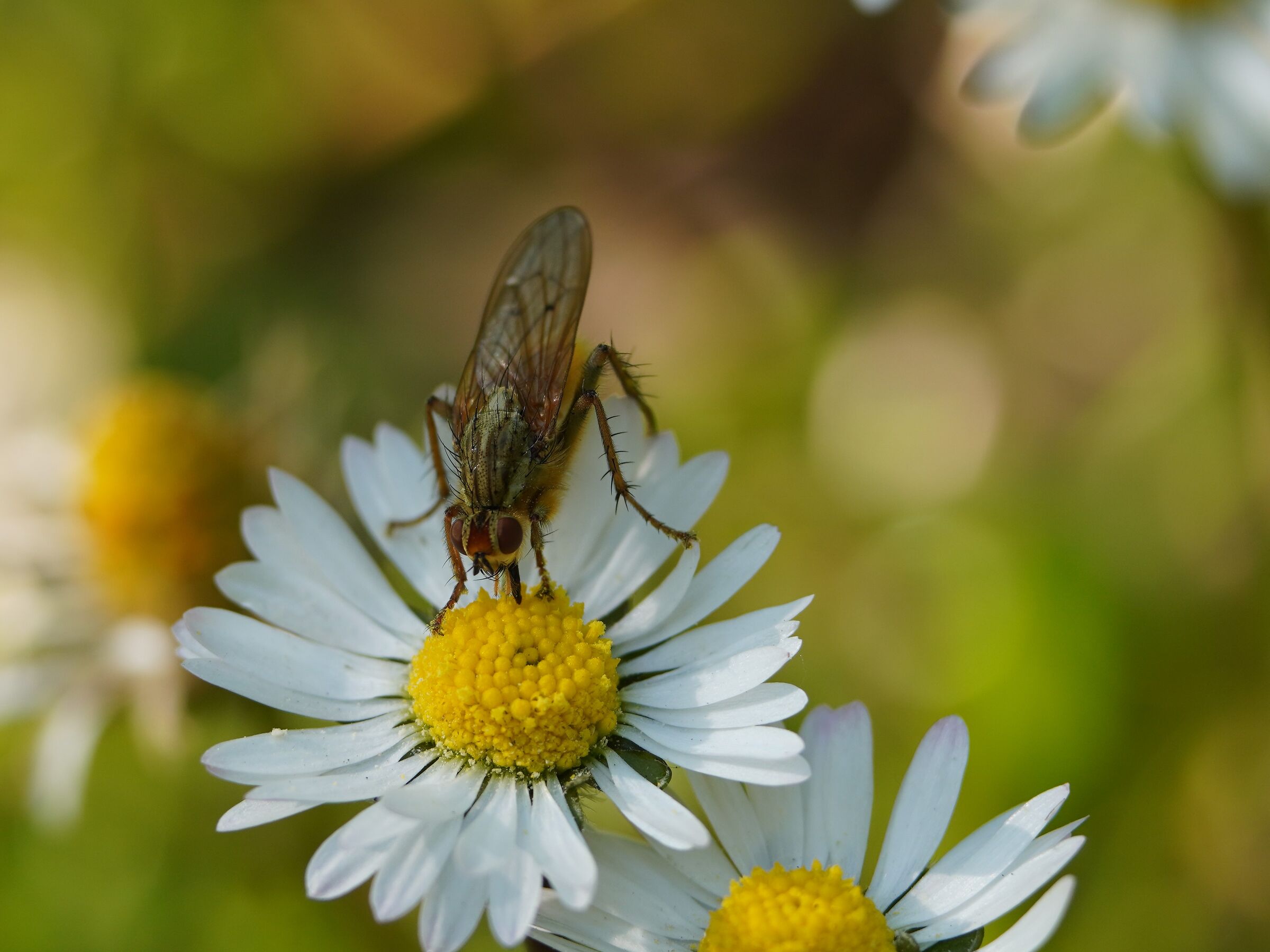 insects and flowers