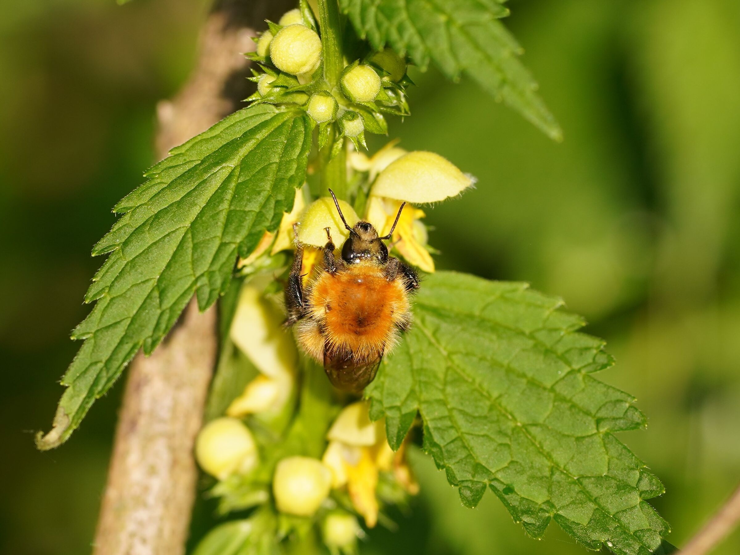 insects and flowers