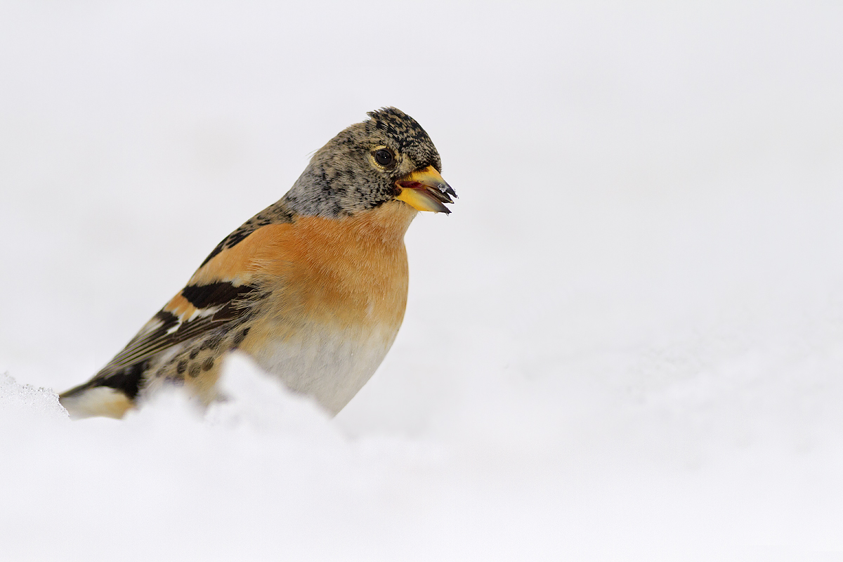 brambling