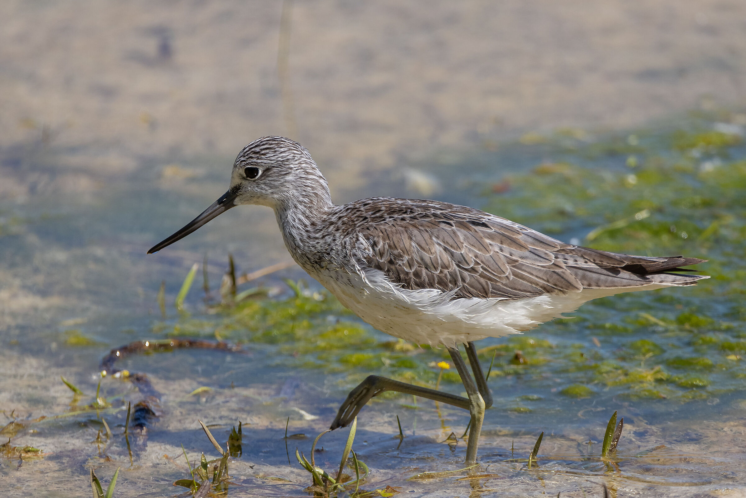 Il passo della Pantana