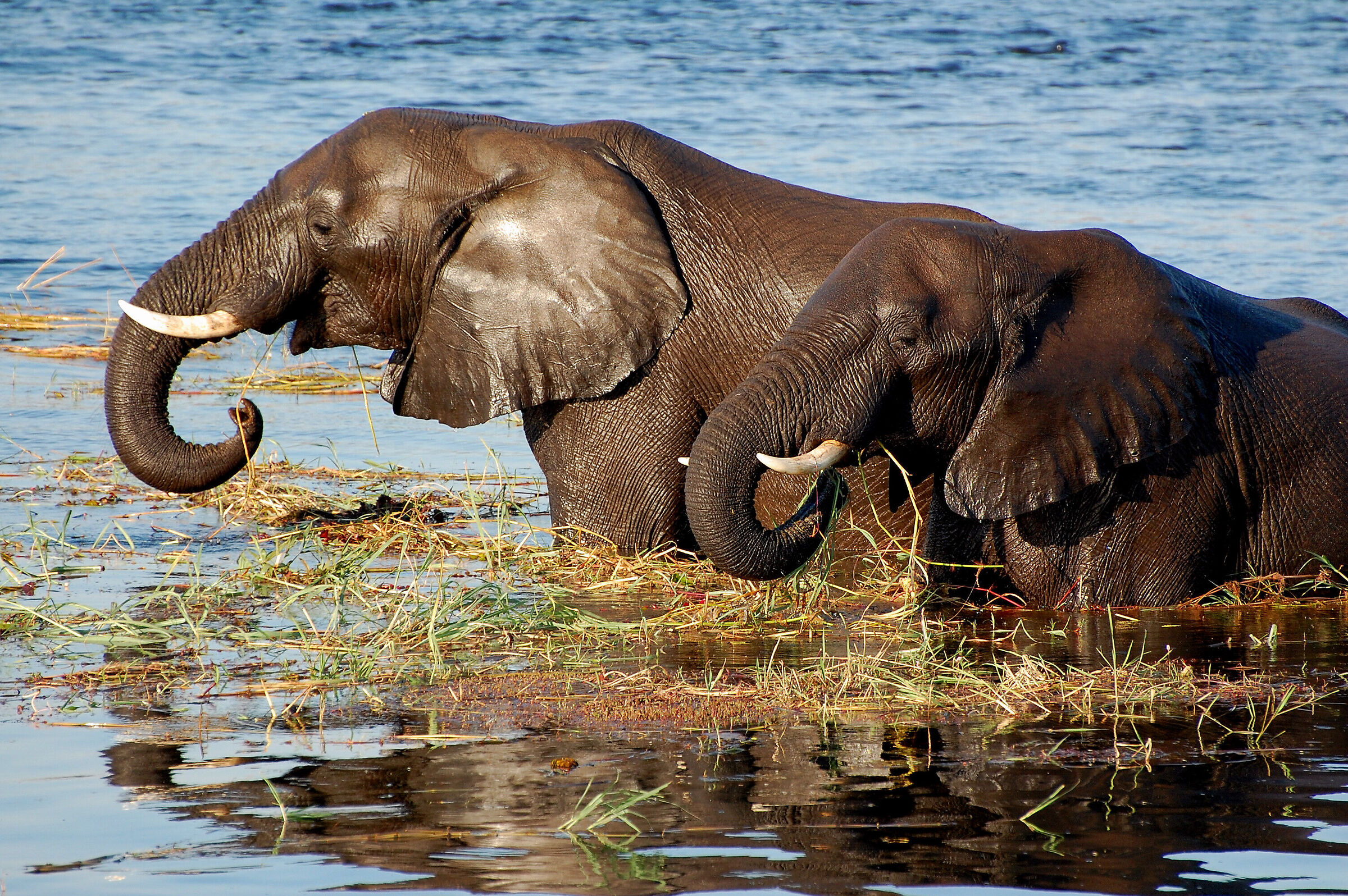 Botswana: "come l'acqua per gli elefanti"